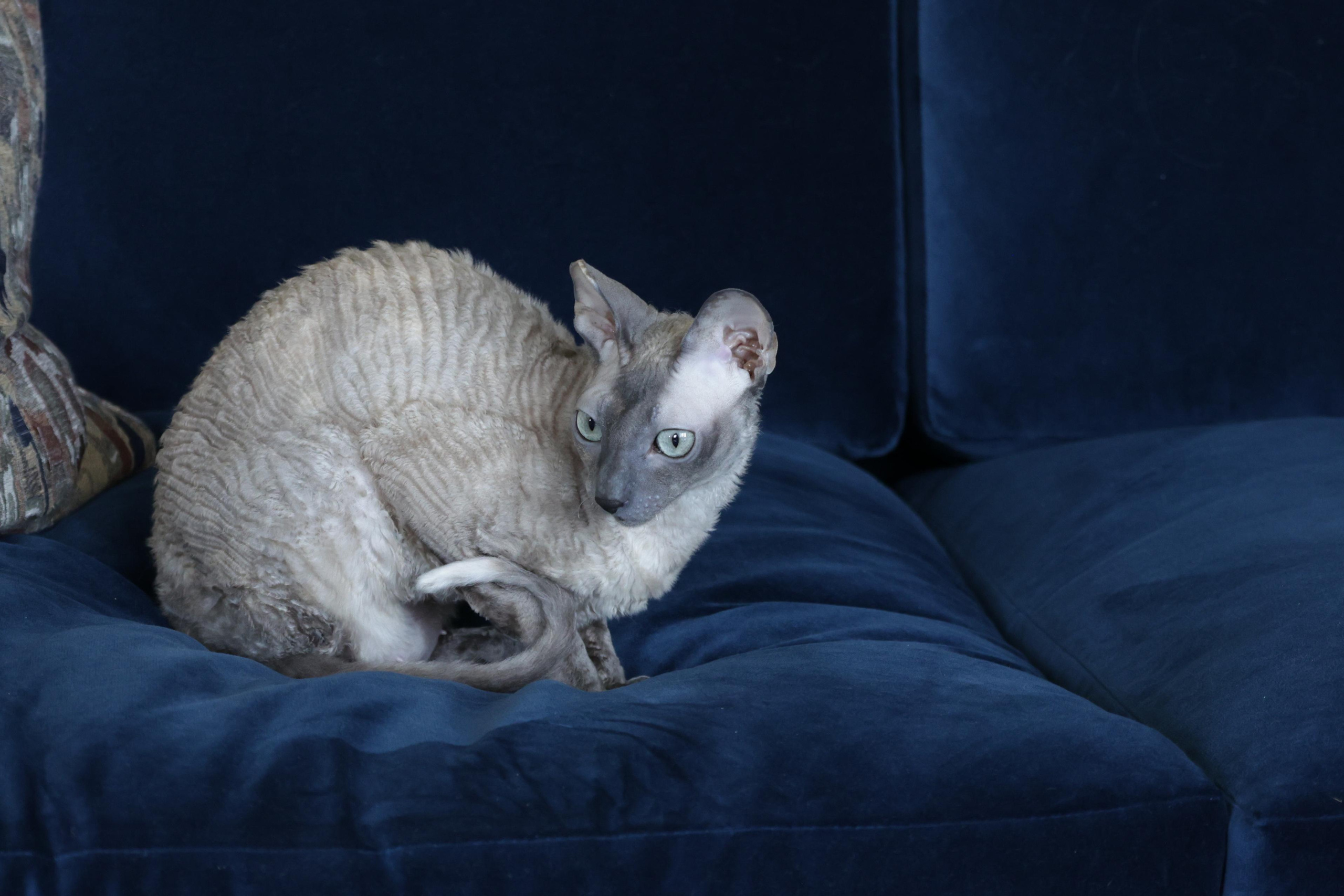 Cornish Rex. Couples and portraits photographer Wimbledon London