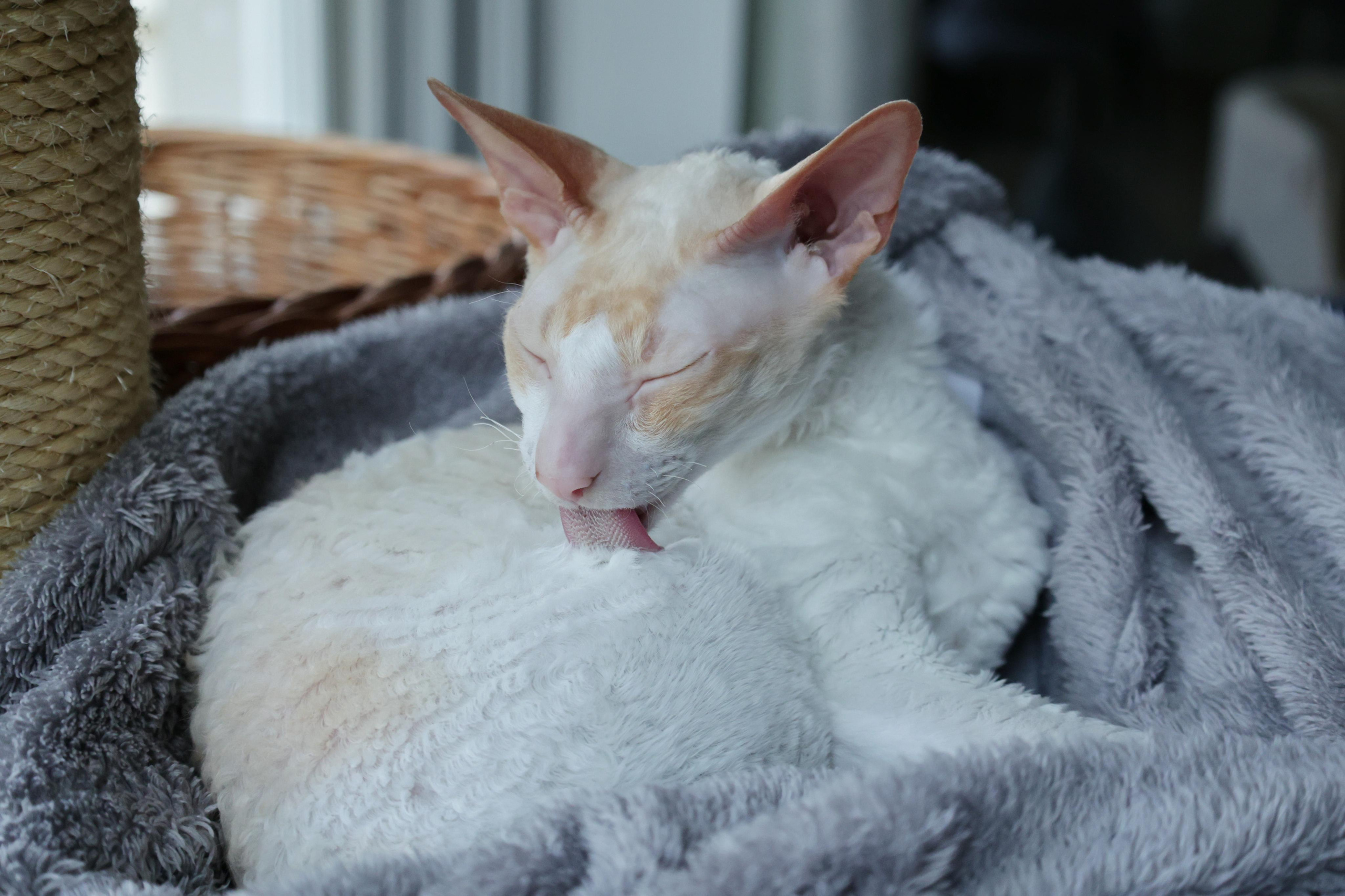 Cornish Rex. Couples and portraits photographer Wimbledon London