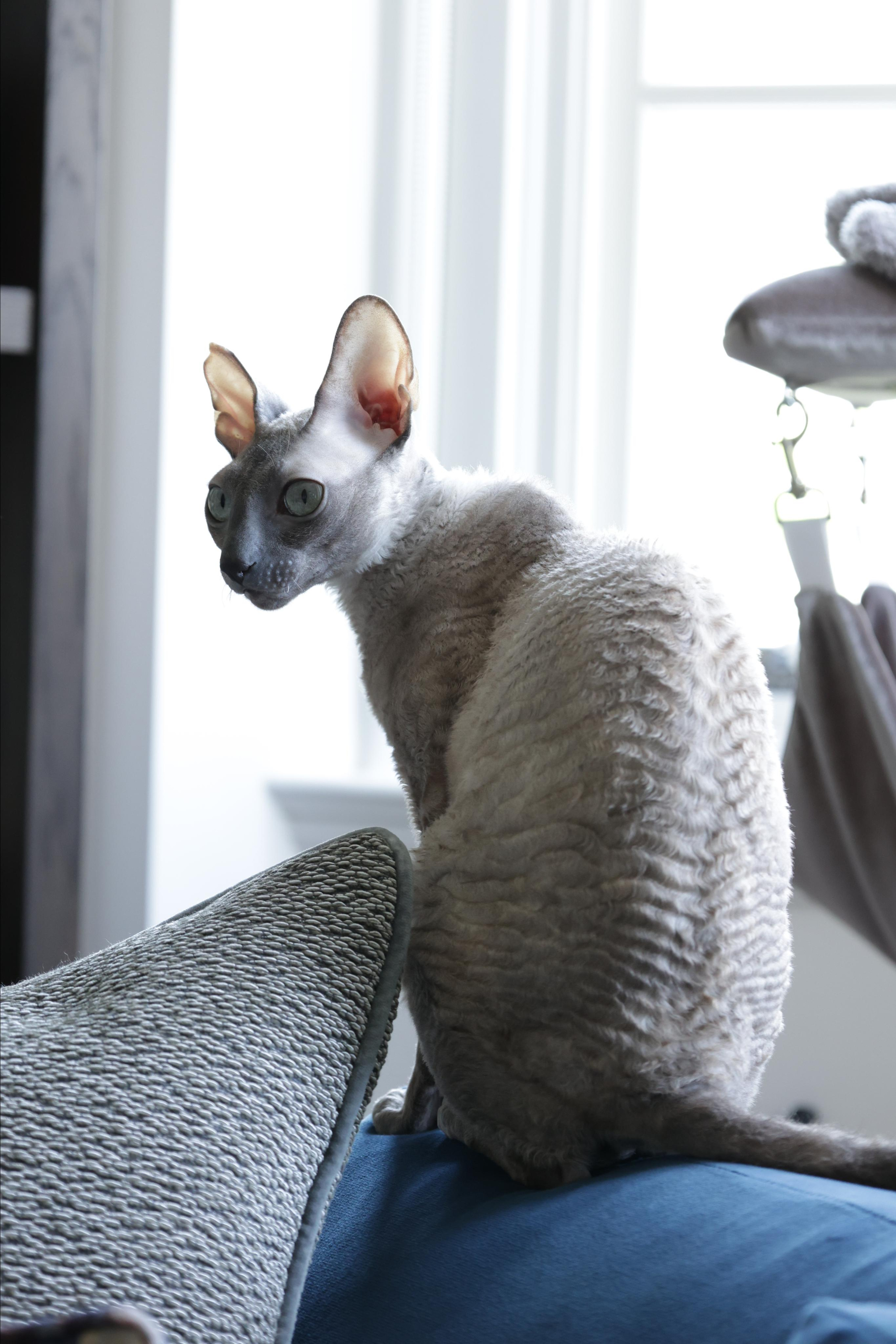 Cornish Rex. Couples and portraits photographer Wimbledon London
