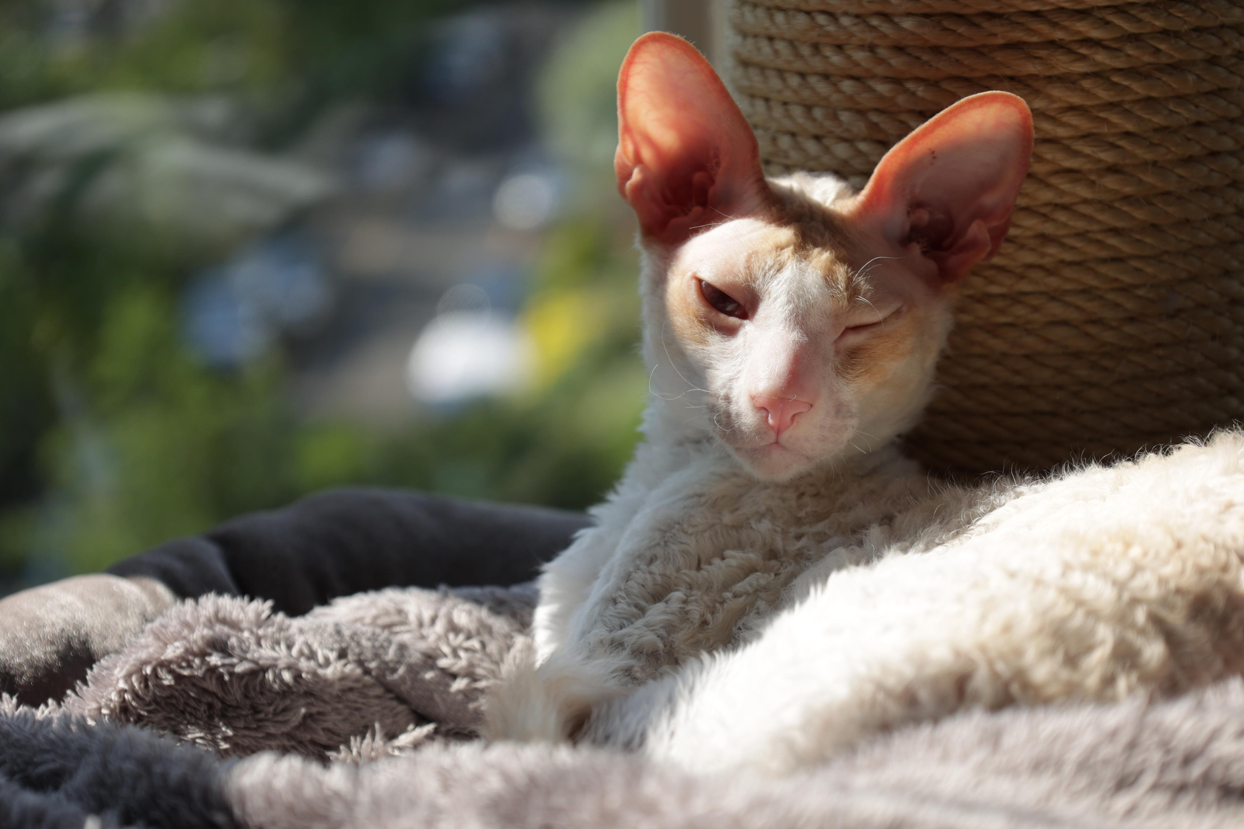Cornish Rex. Couples and portraits photographer Wimbledon London