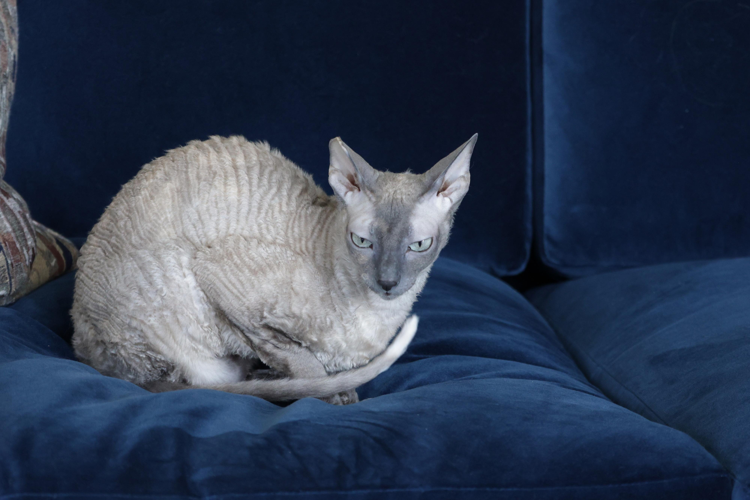 Cornish Rex. Couples and portraits photographer Wimbledon London