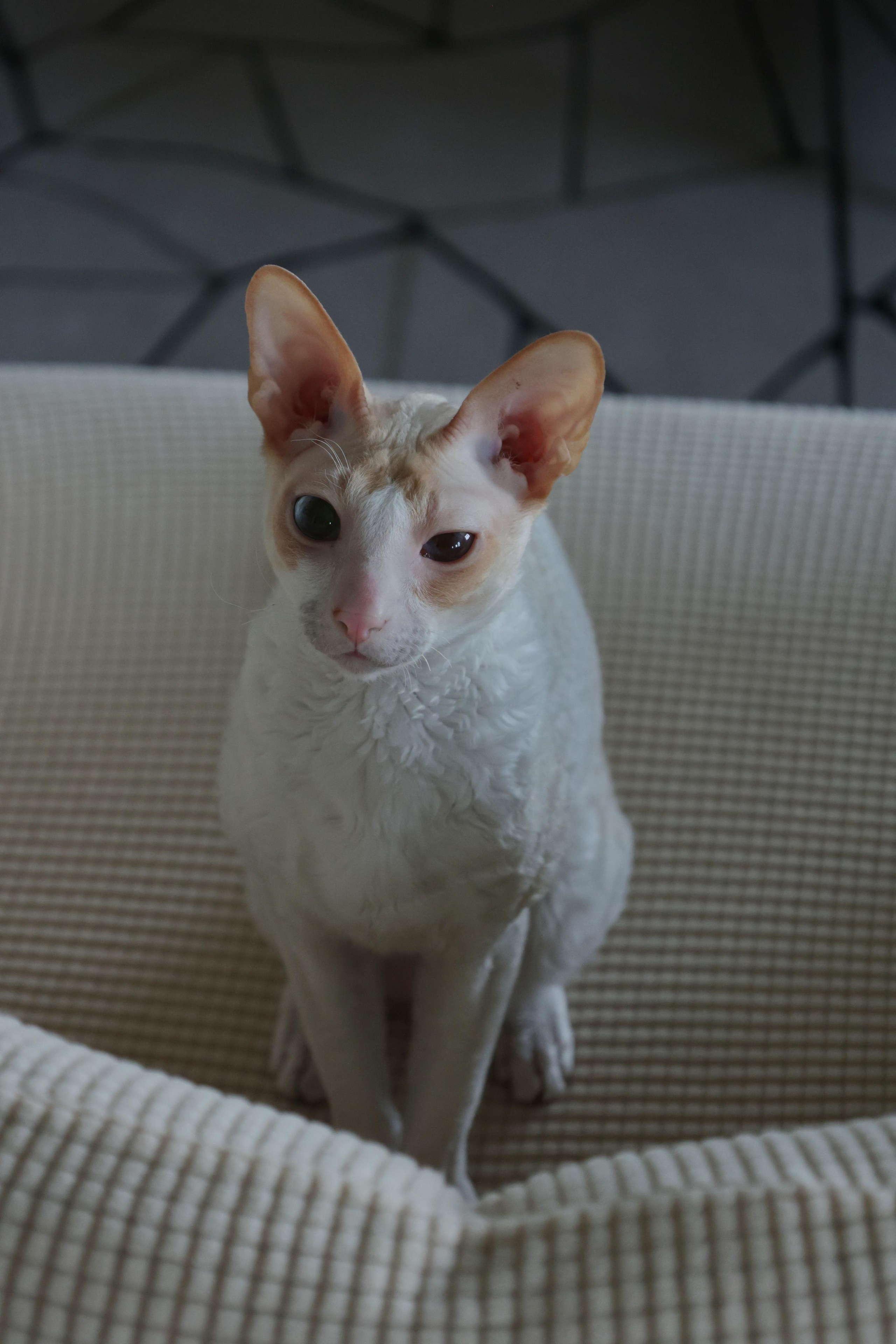 Cornish Rex. Couples and portraits photographer Wimbledon London