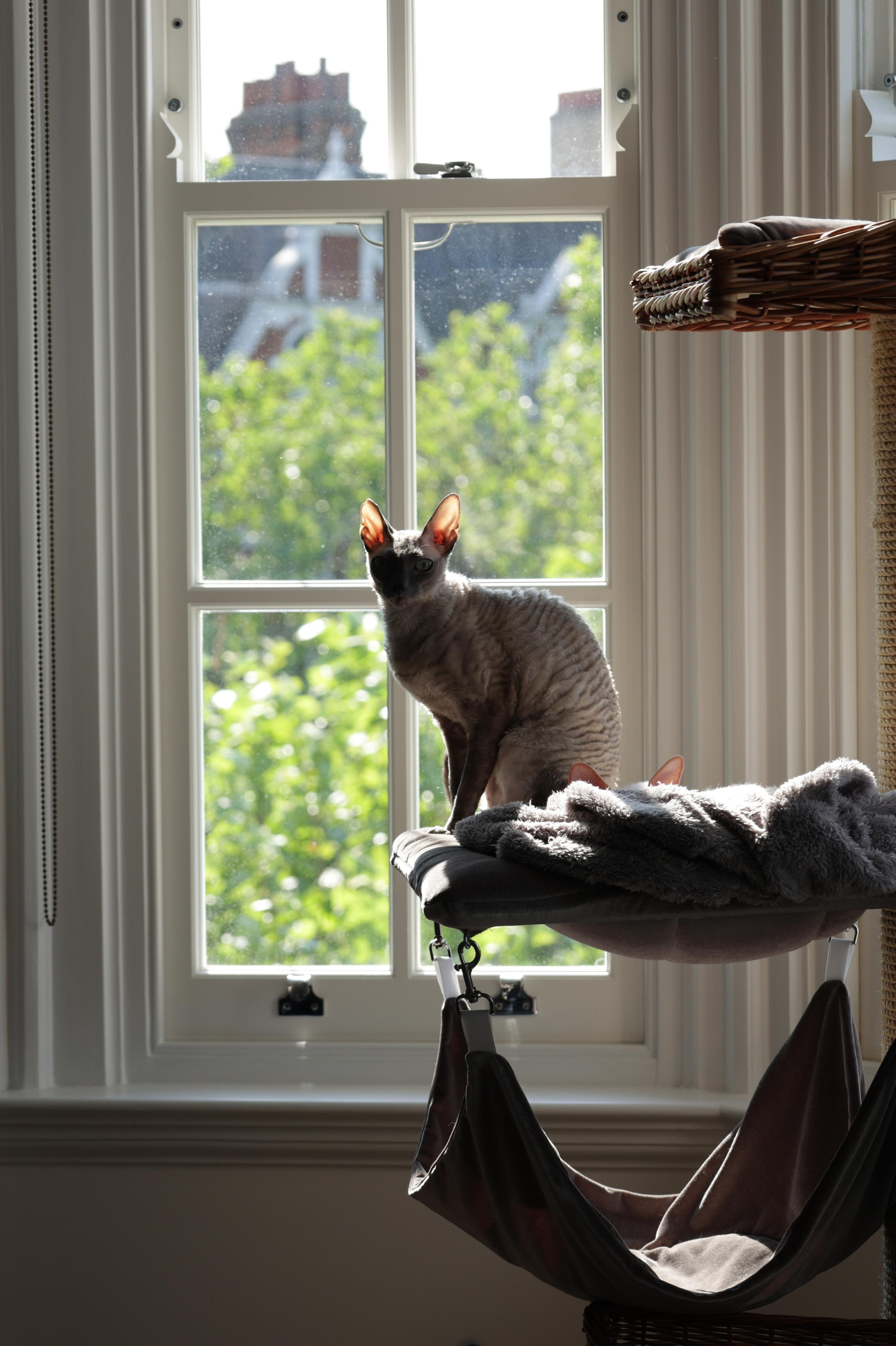 Cornish Rex. Couples and portraits photographer Wimbledon London