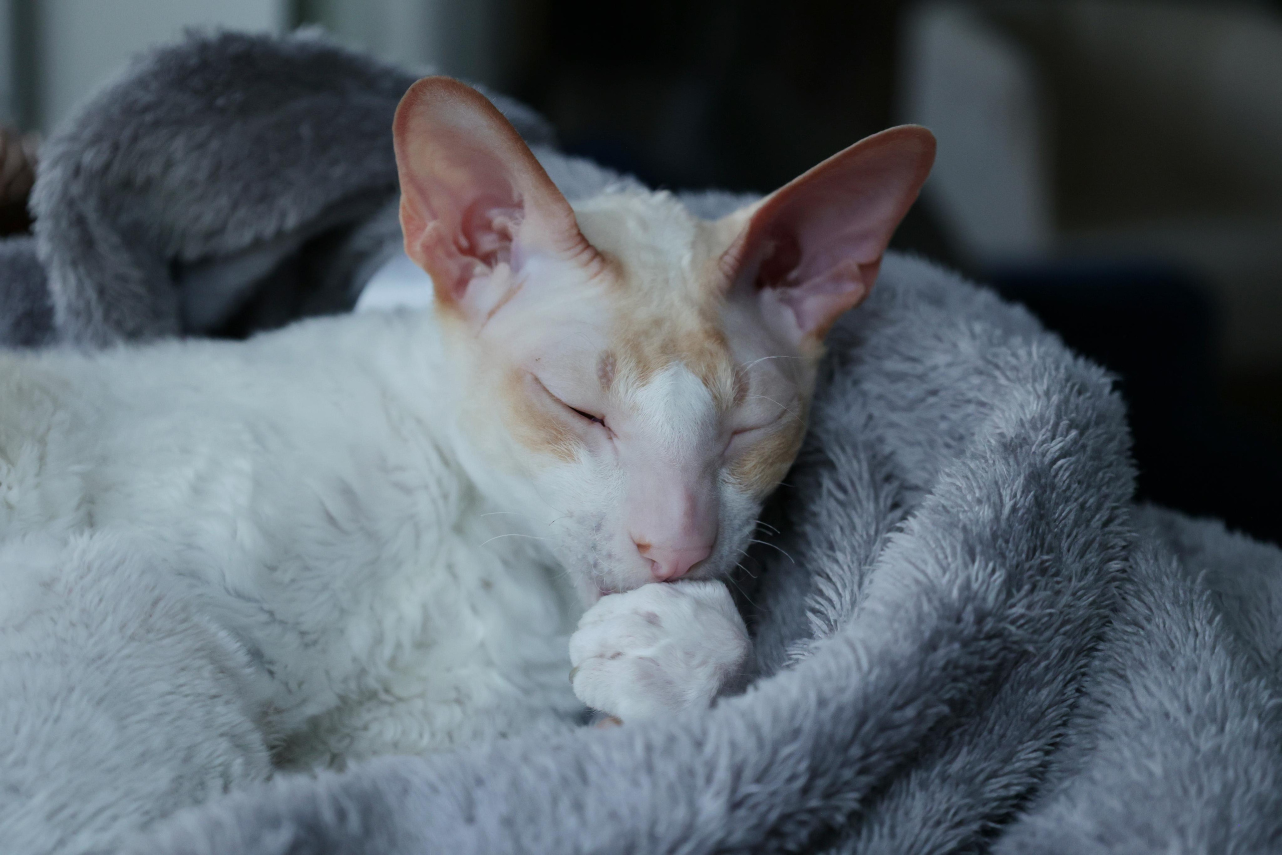 Cornish Rex. Couples and portraits photographer Wimbledon London