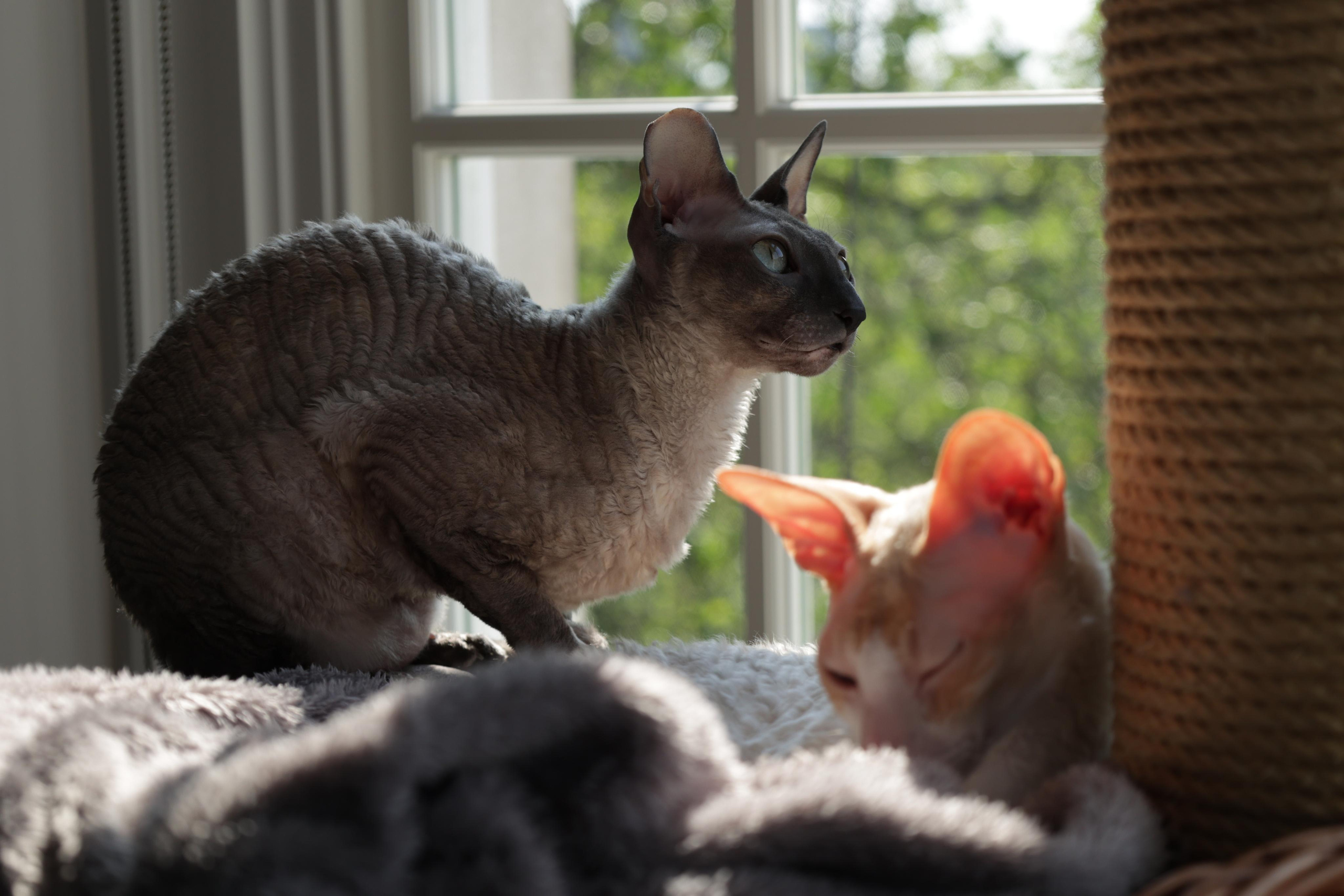 Cornish Rex. Couples and portraits photographer Wimbledon London