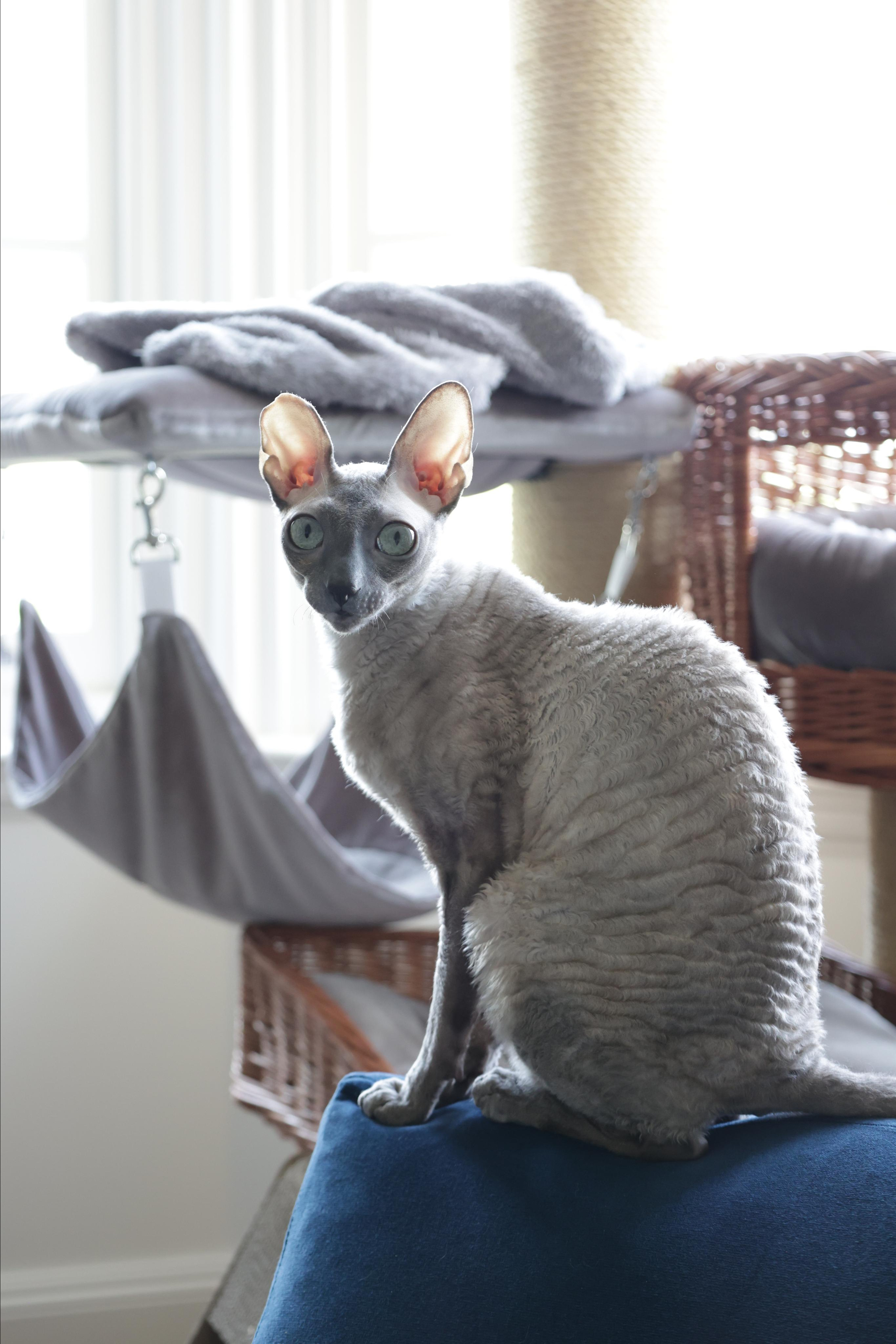 Cornish Rex. Couples and portraits photographer Wimbledon London