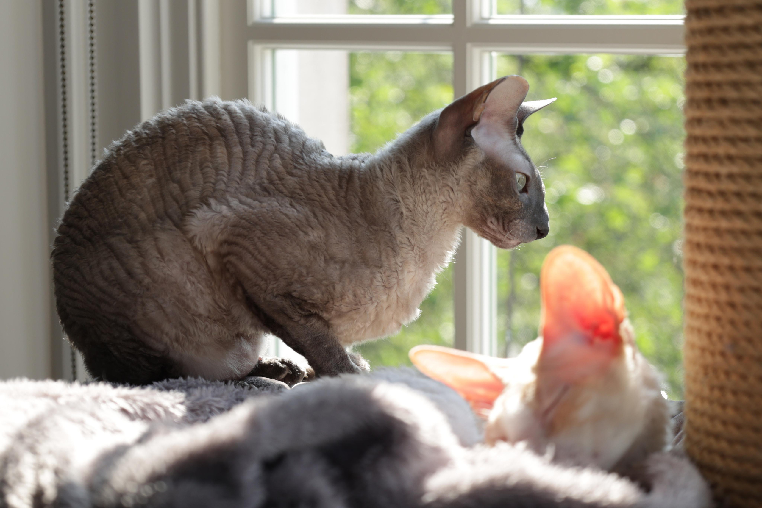 Cornish Rex. Couples and portraits photographer Wimbledon London