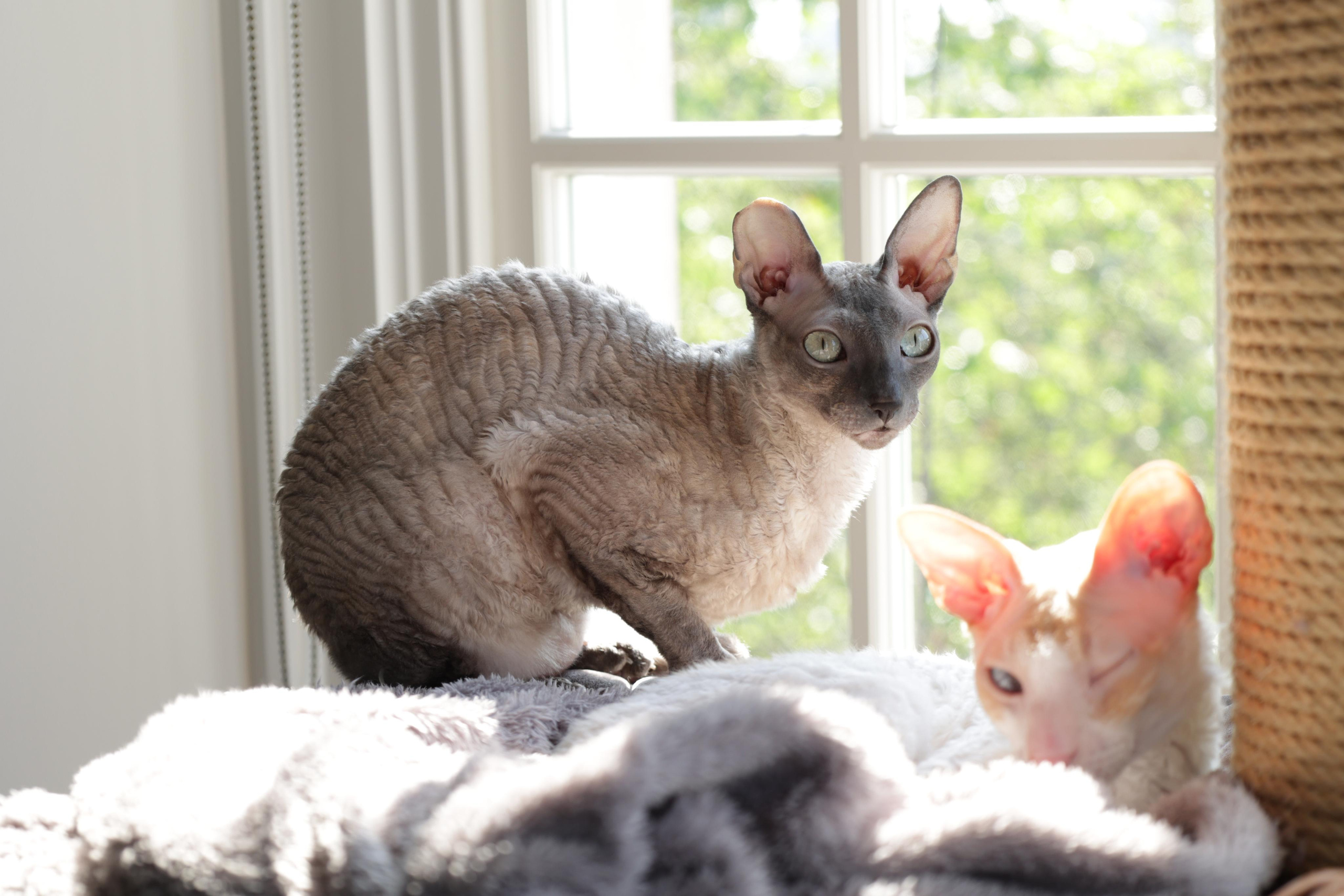 Cornish Rex. Couples and portraits photographer Wimbledon London