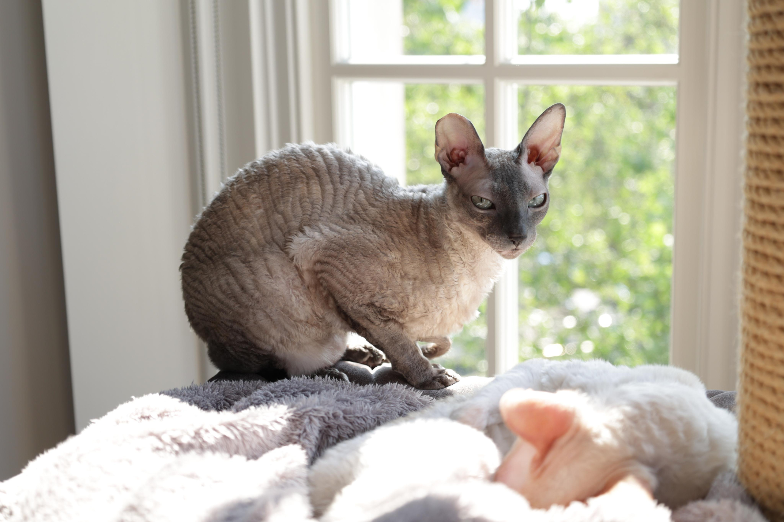 Cornish Rex. Couples and portraits photographer Wimbledon London
