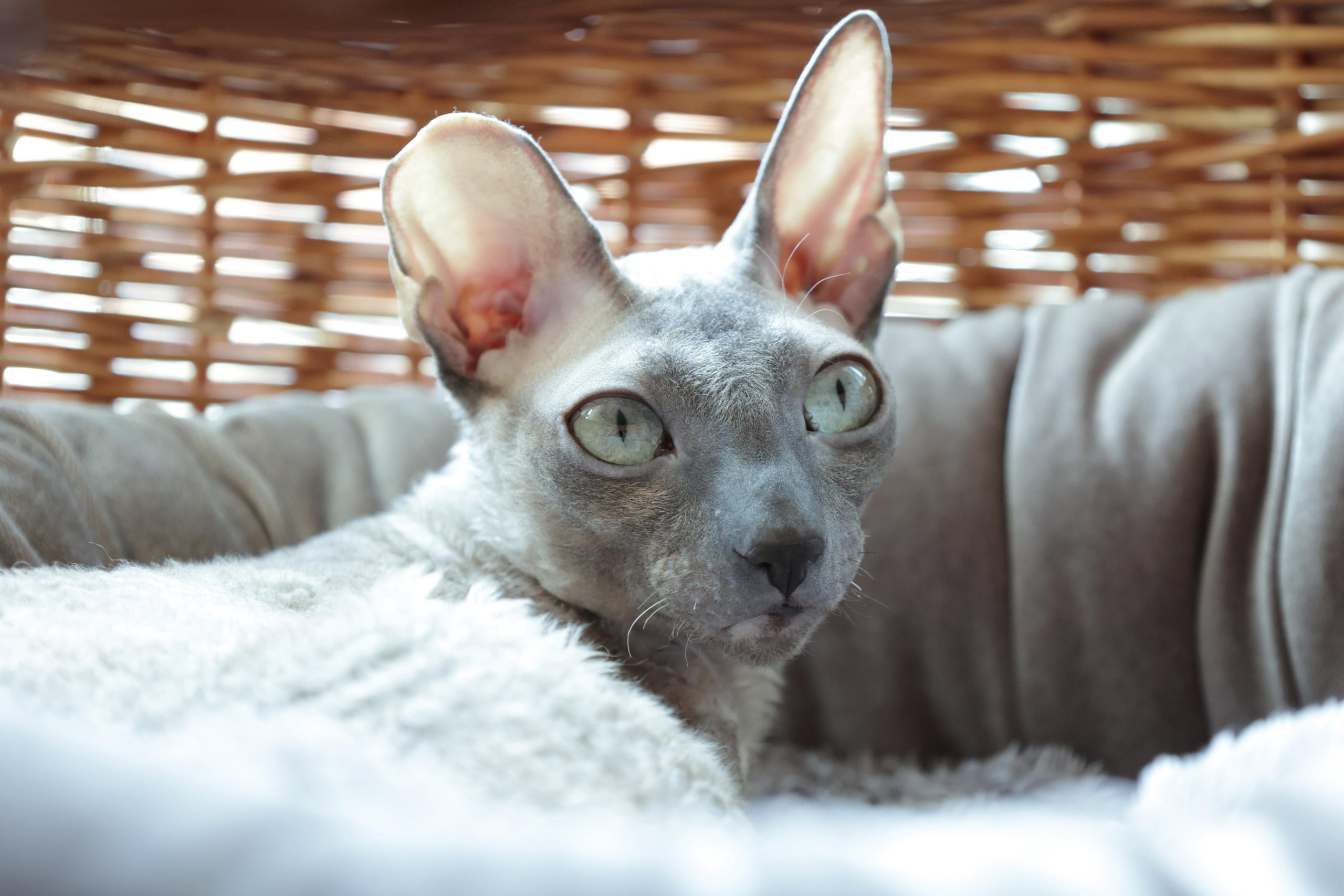 Cornish Rex. Couples and portraits photographer Wimbledon London