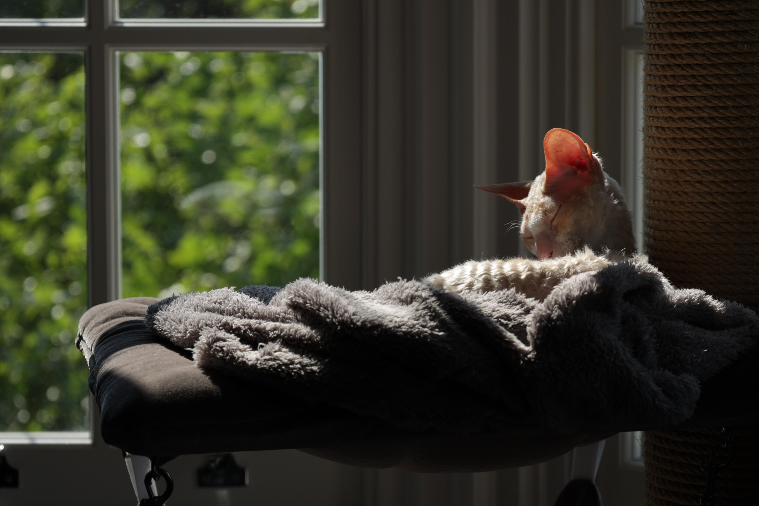 Cornish Rex. Couples and portraits photographer Wimbledon London