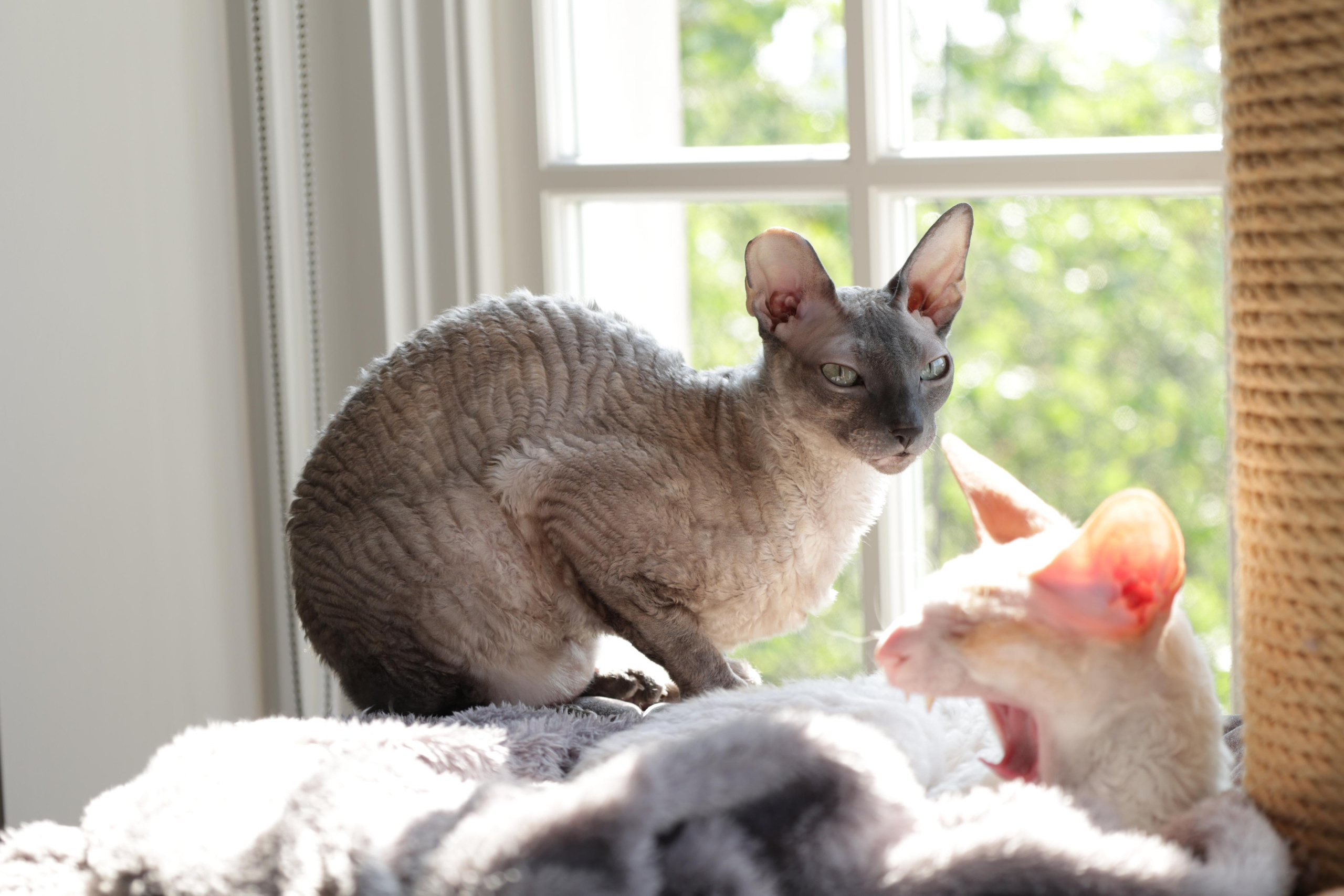 Cornish Rex. Couples and portraits photographer Wimbledon London