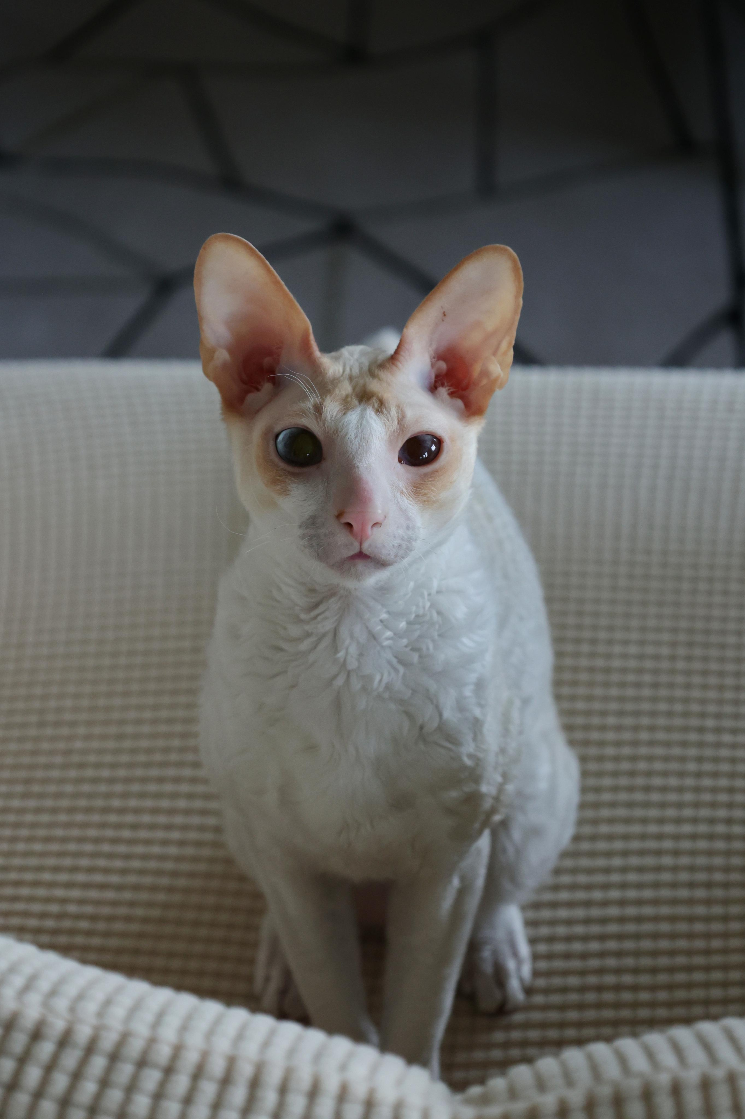 Cornish Rex. Couples and portraits photographer Wimbledon London