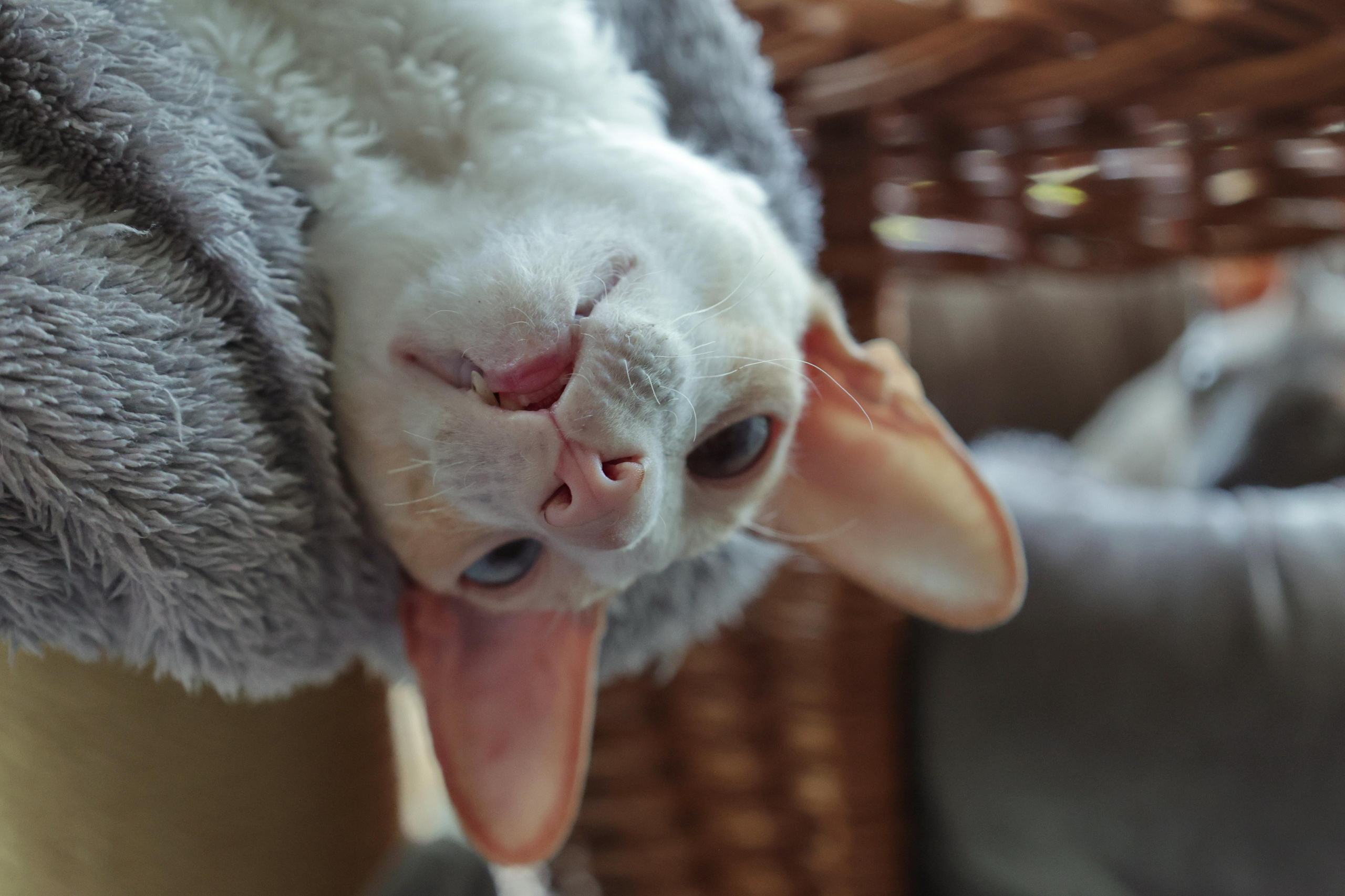Cornish Rex. Couples and portraits photographer Wimbledon London
