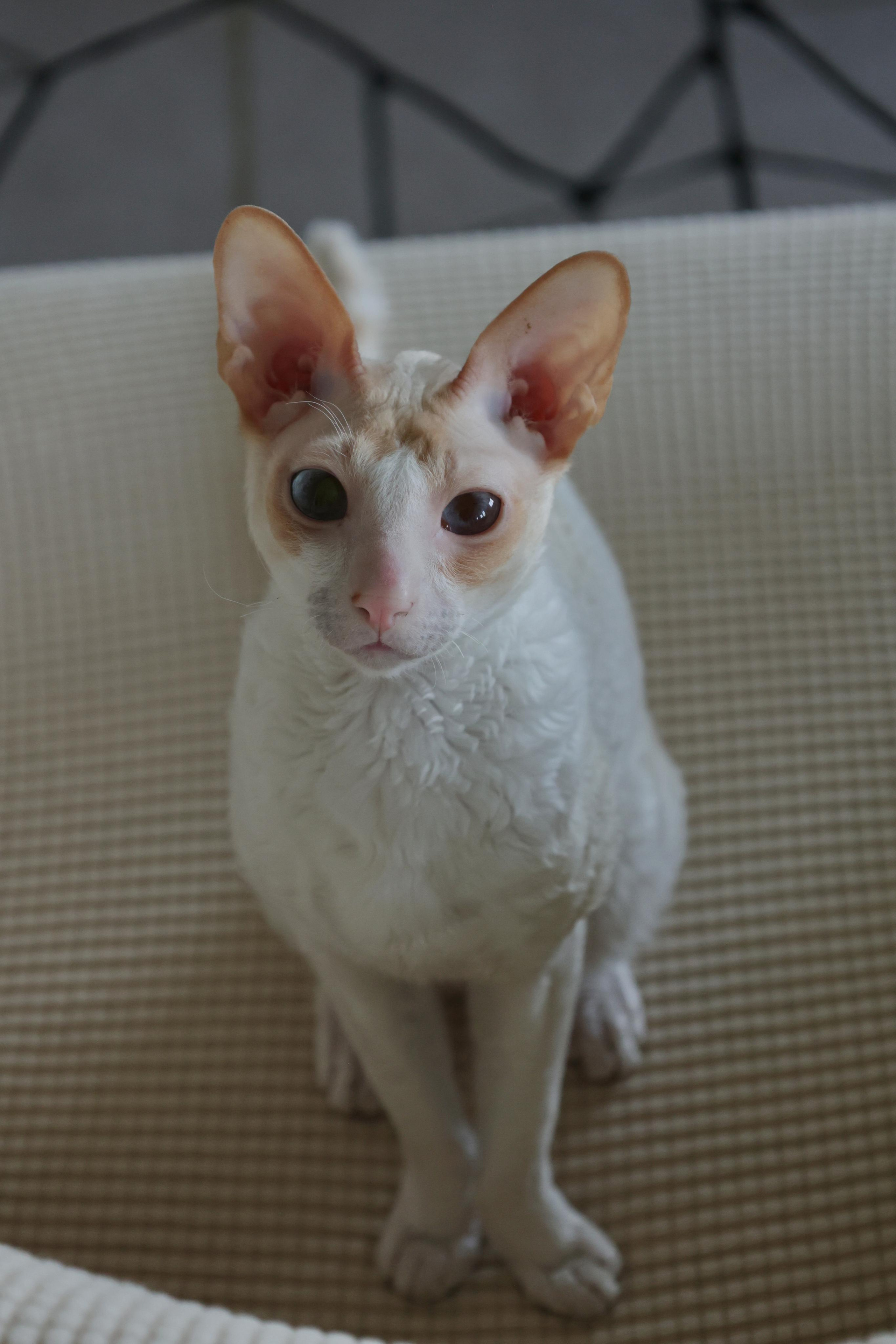 Cornish Rex. Couples and portraits photographer Wimbledon London