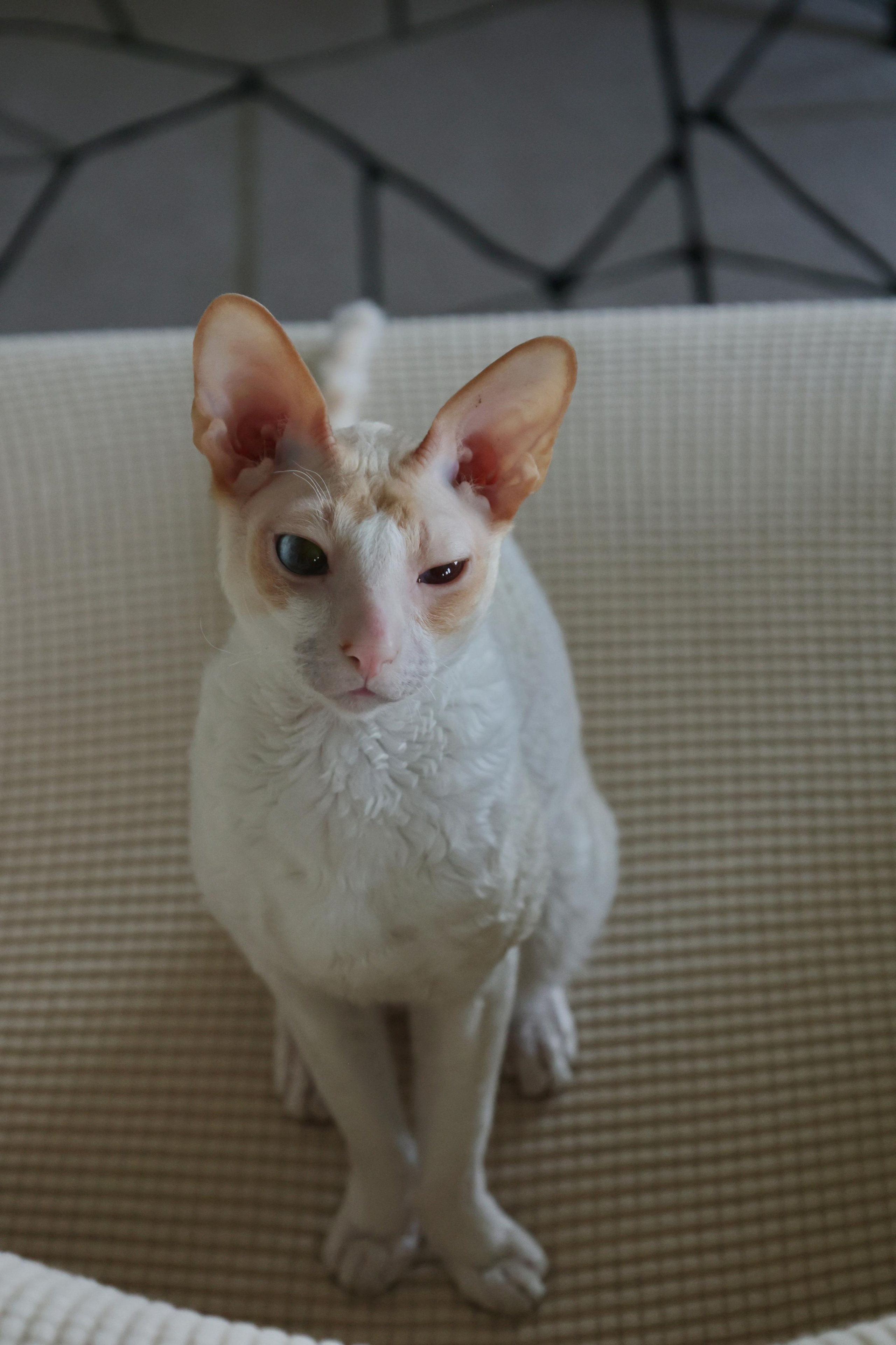 Cornish Rex. Couples and portraits photographer Wimbledon London