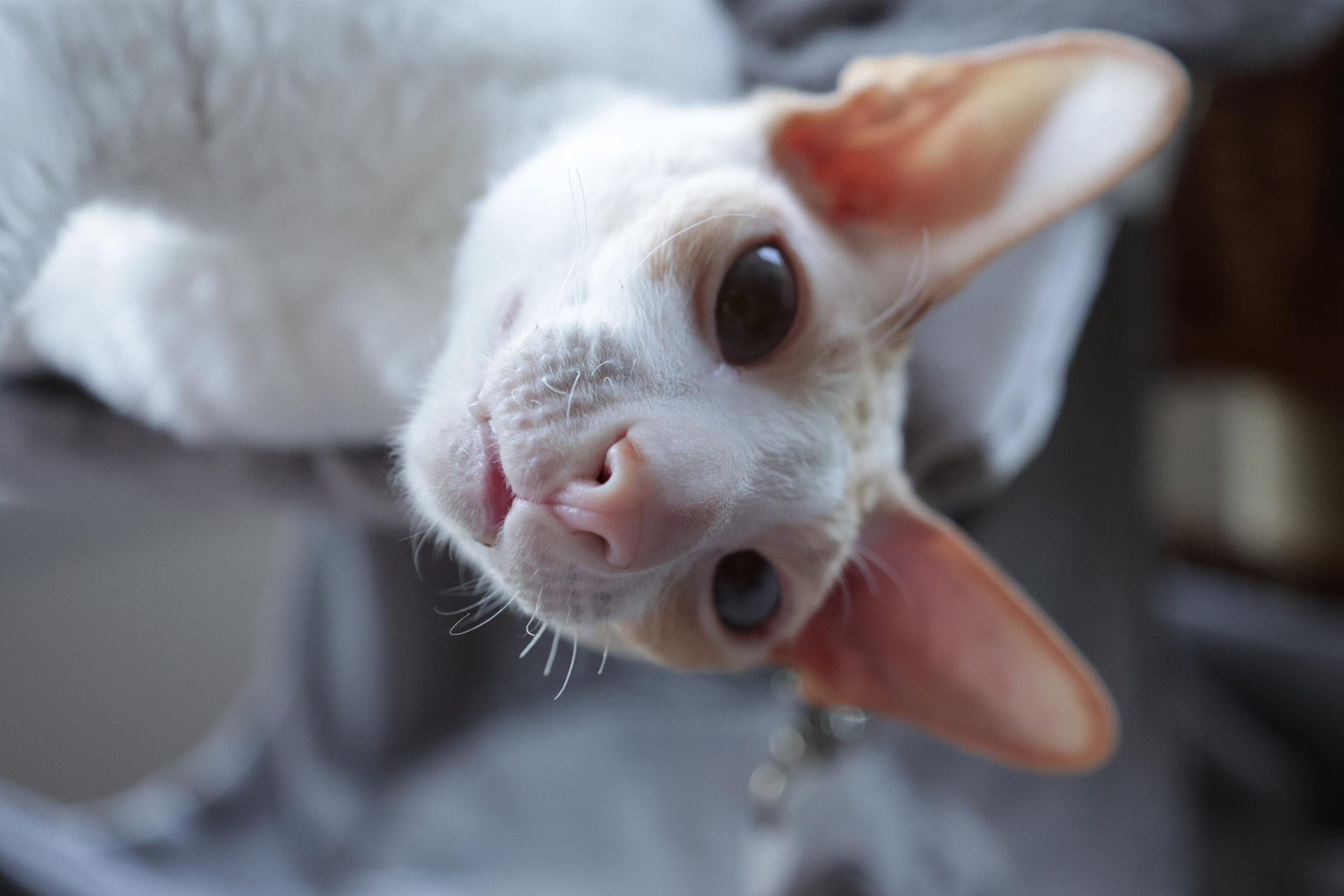Cornish Rex. Couples and portraits photographer Wimbledon London