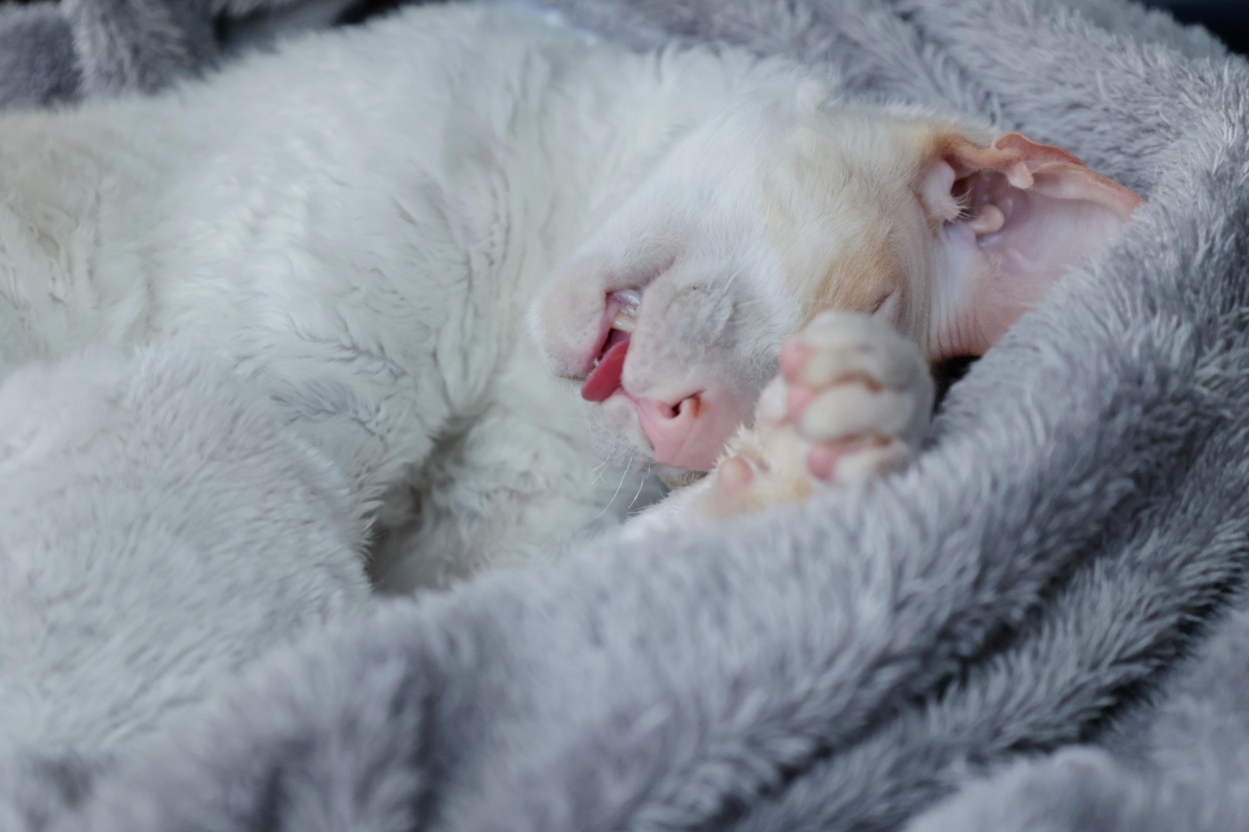 Cornish Rex. Couples and portraits photographer Wimbledon London