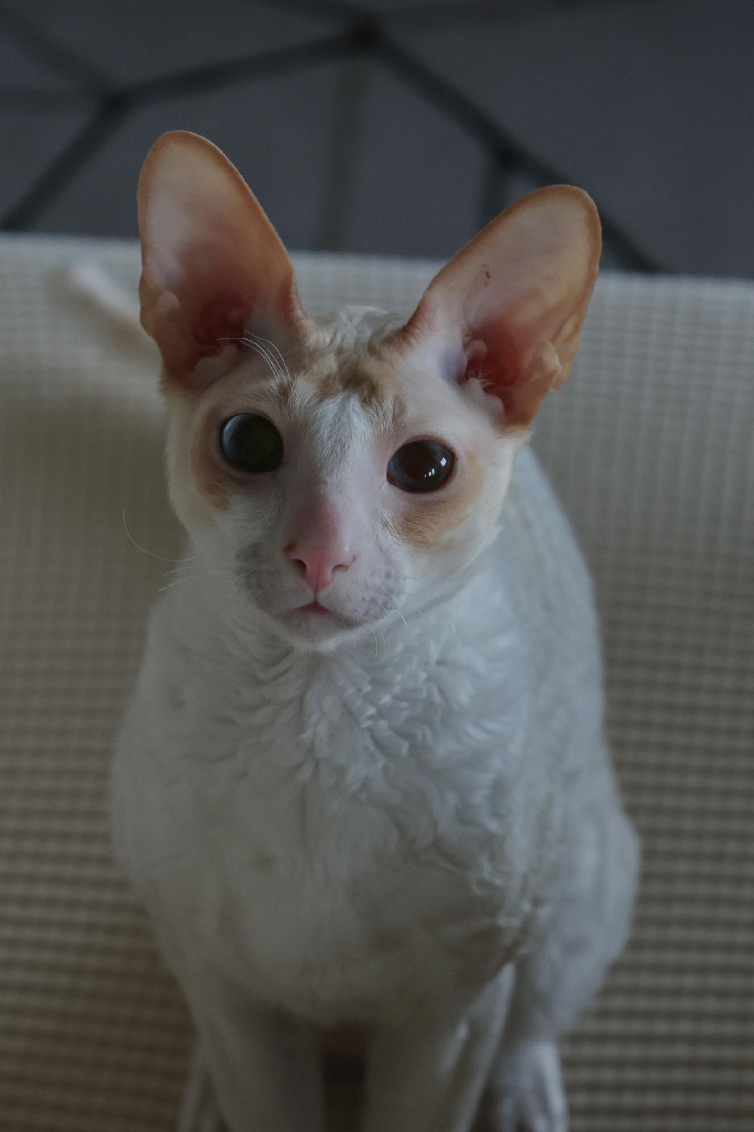 Cornish Rex. Couples and portraits photographer Wimbledon London
