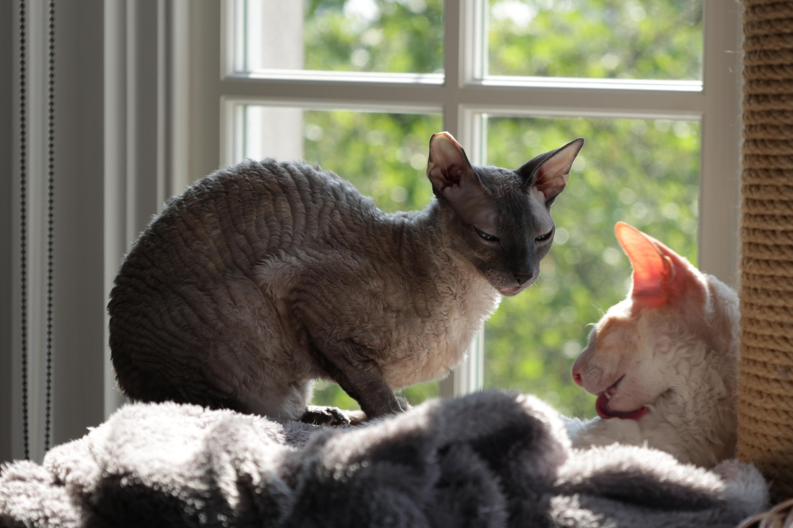 Cornish Rex. Couples and portraits photographer Wimbledon London