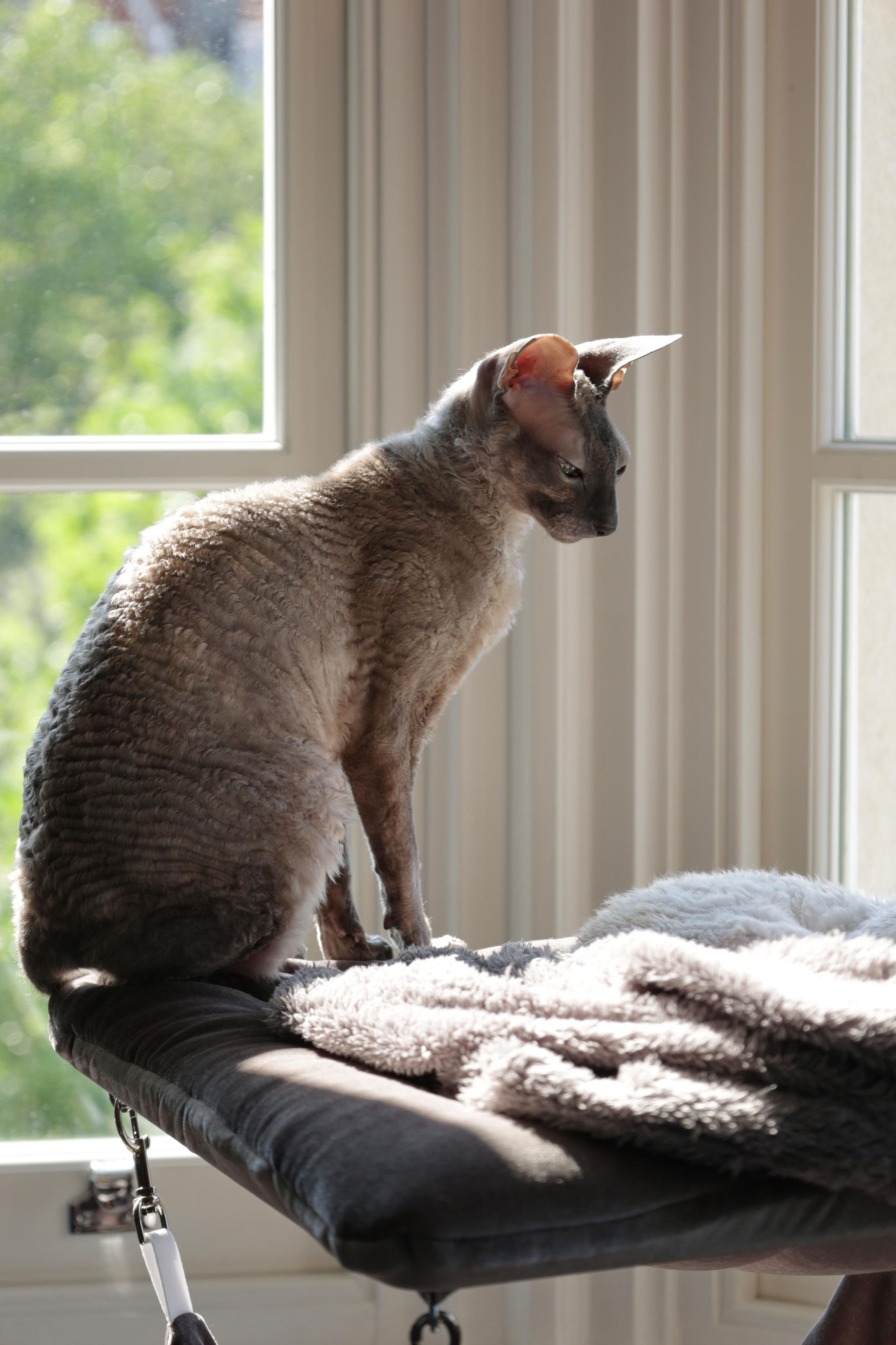Cornish Rex. Couples and portraits photographer Wimbledon London