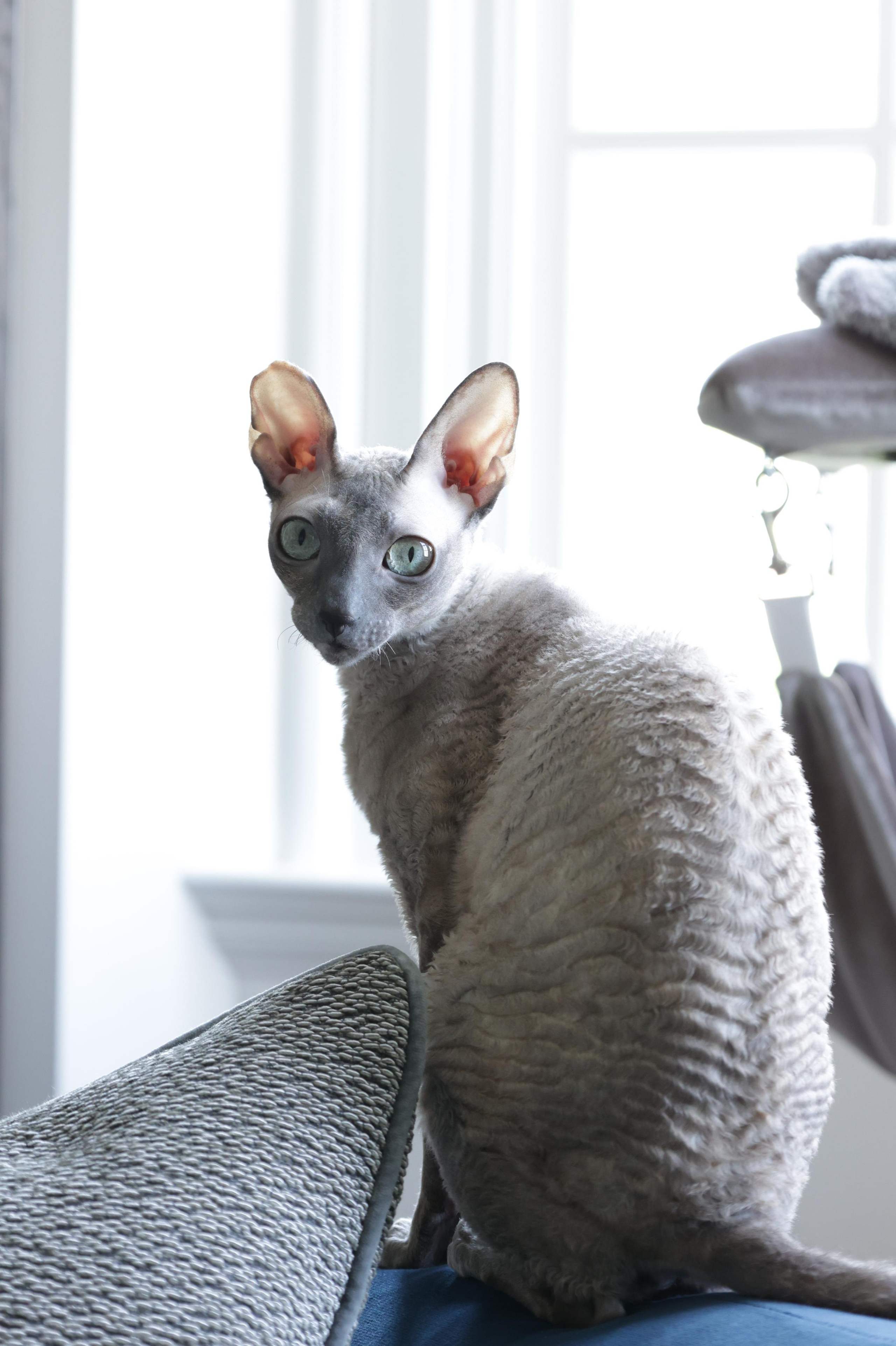 Cornish Rex. Couples and portraits photographer Wimbledon London