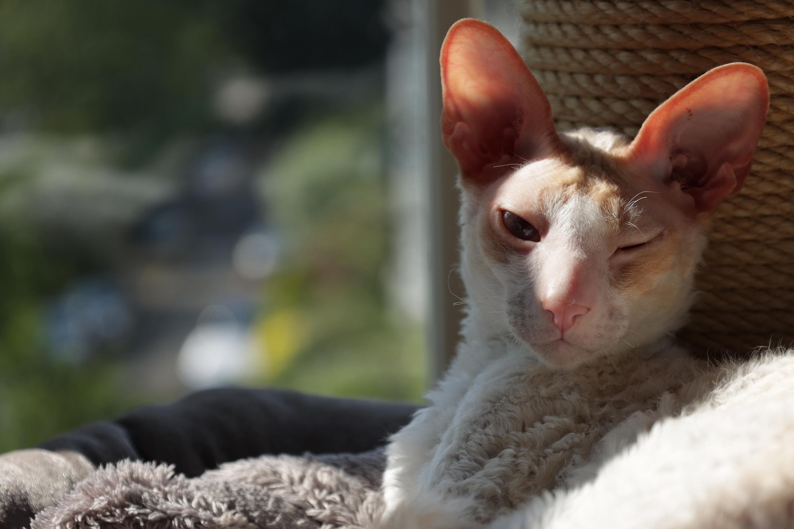 Cornish Rex. Couples and portraits photographer Wimbledon London