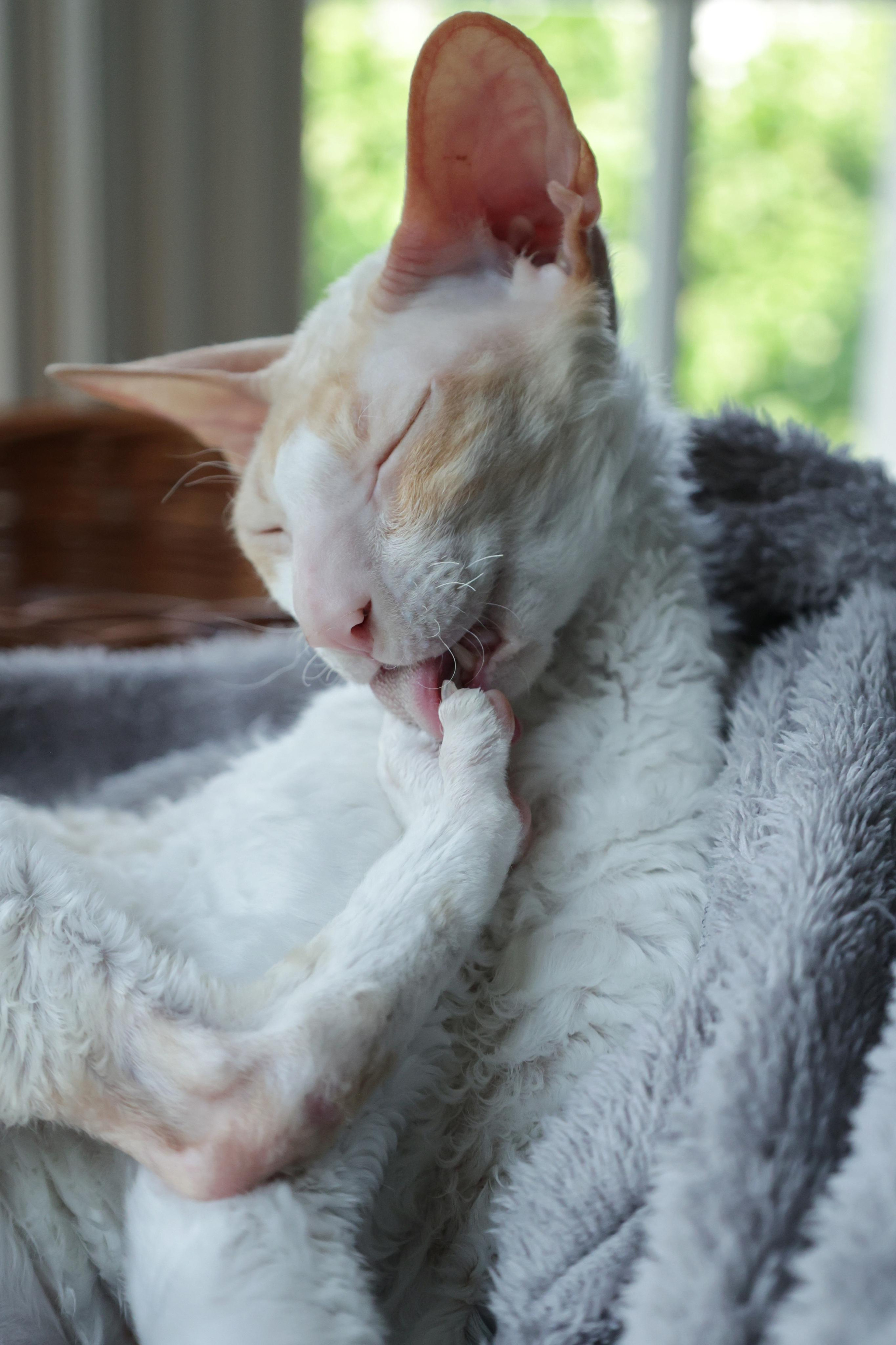 Cornish Rex. Couples and portraits photographer Wimbledon London