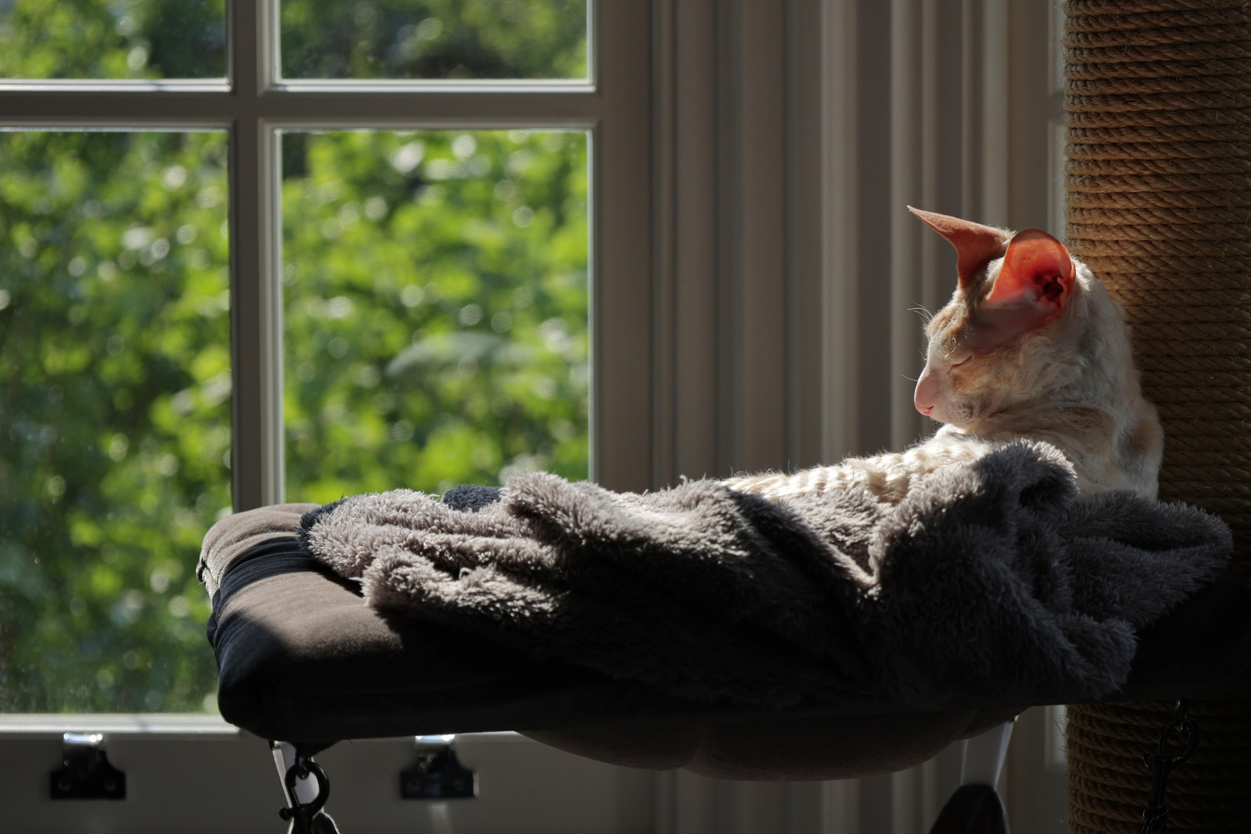 Cornish Rex. Couples and portraits photographer Wimbledon London