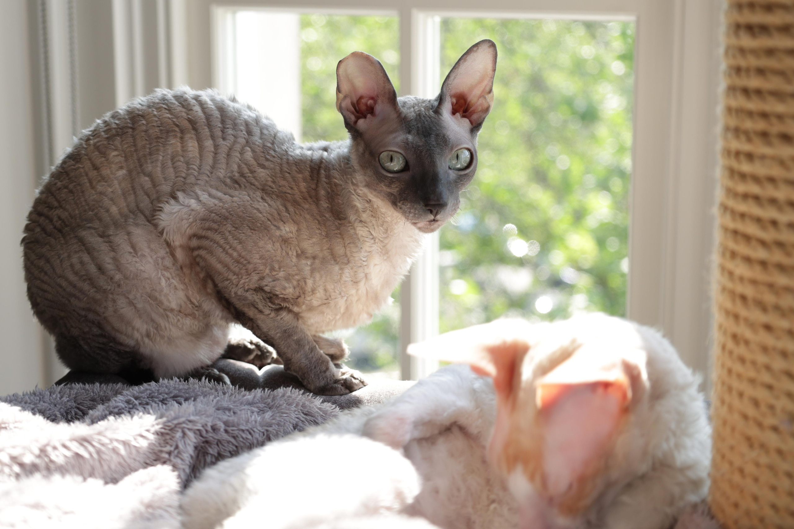 Cornish Rex. Couples and portraits photographer Wimbledon London