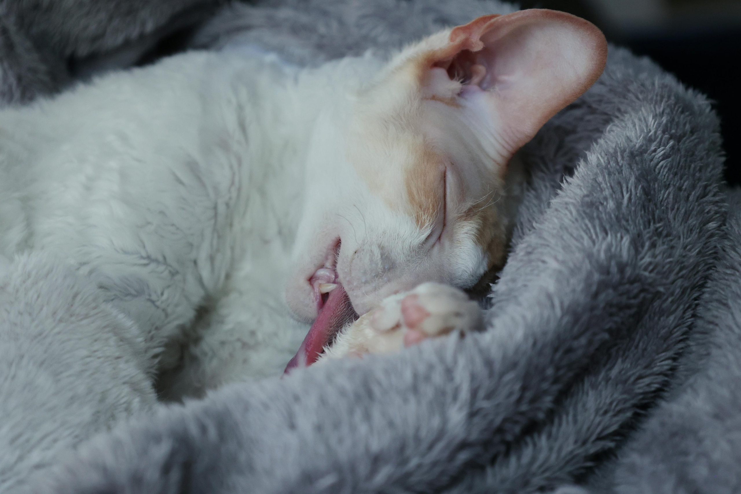 Cornish Rex. Couples and portraits photographer Wimbledon London