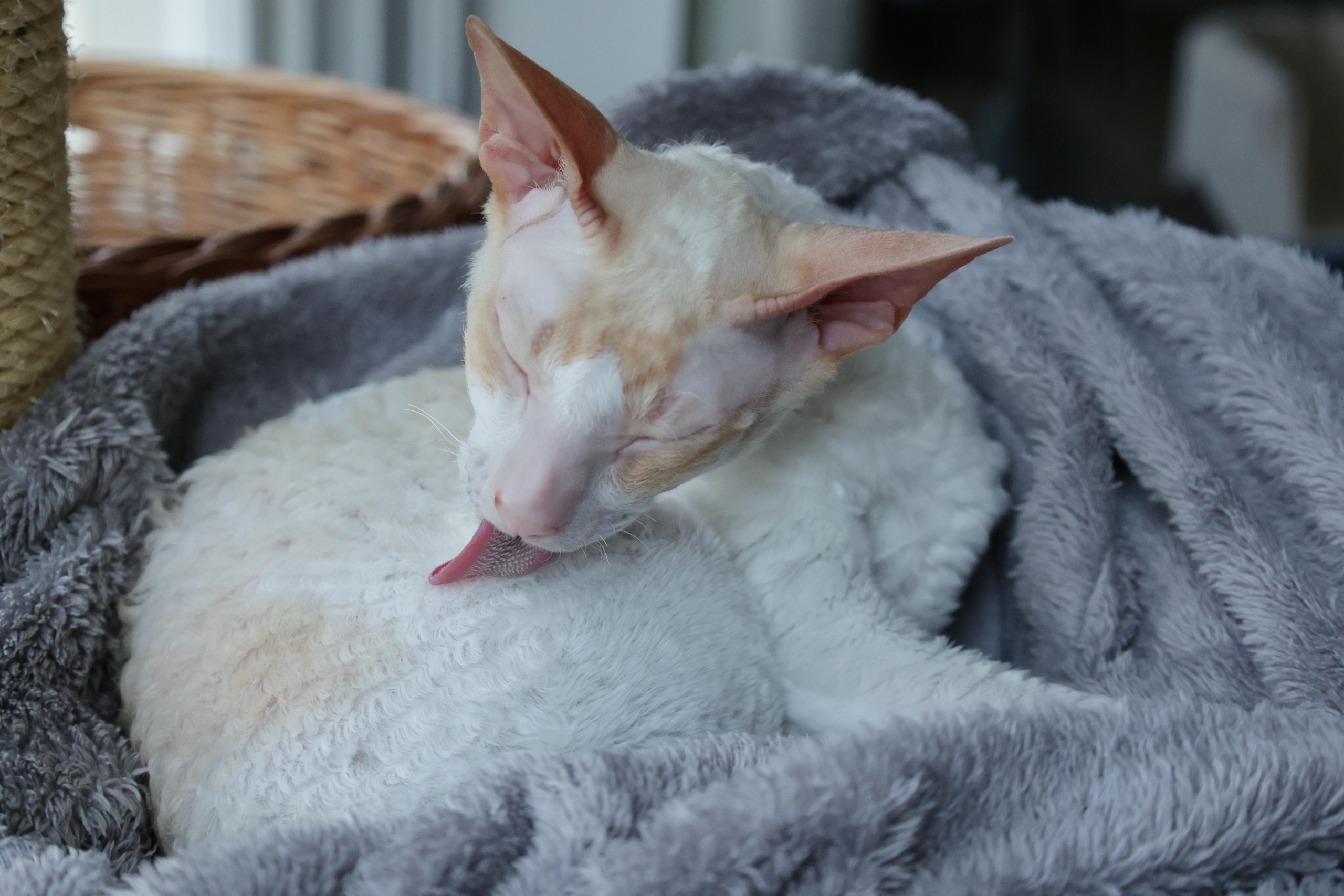 Cornish Rex. Couples and portraits photographer Wimbledon London