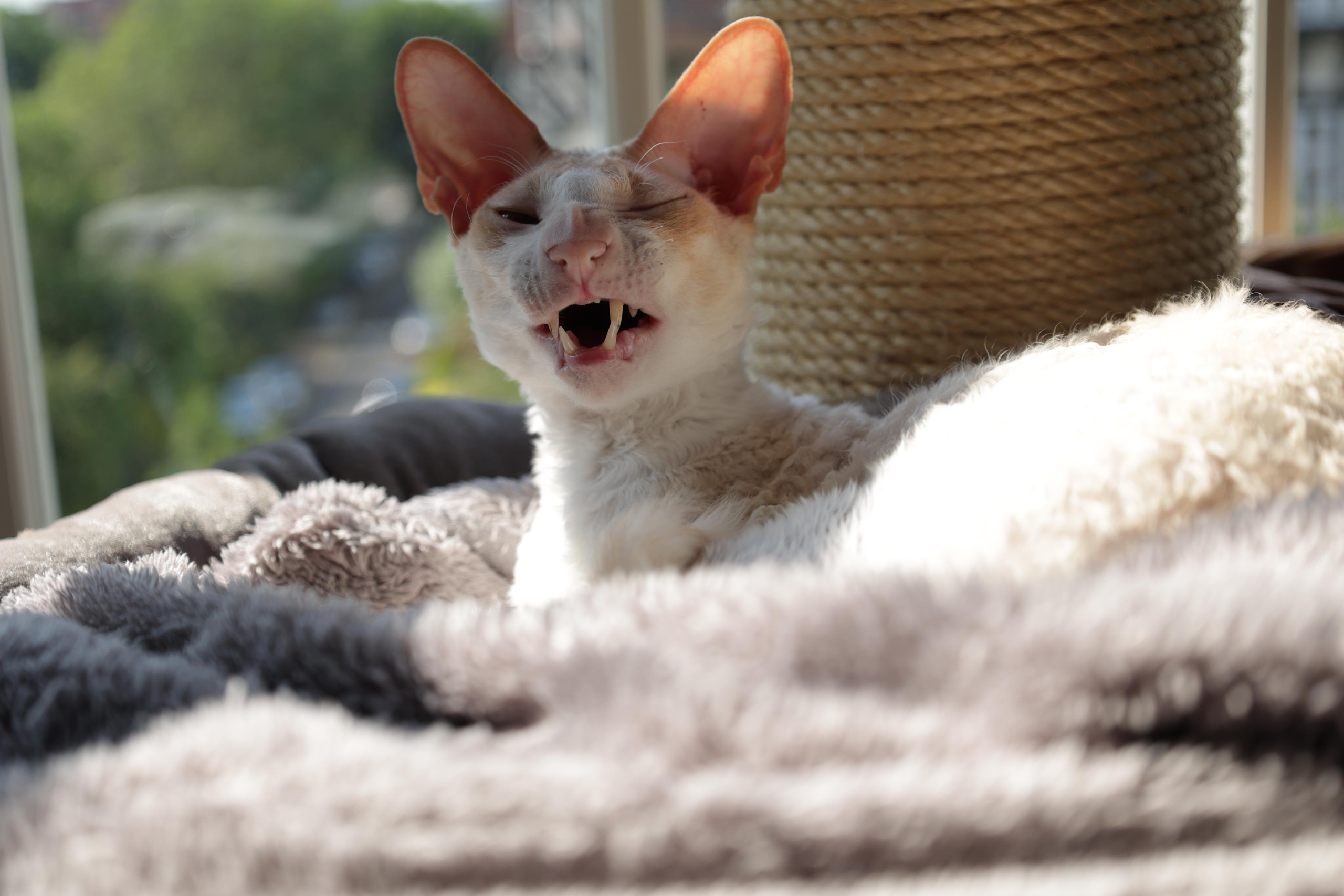 Cornish Rex. Couples and portraits photographer Wimbledon London