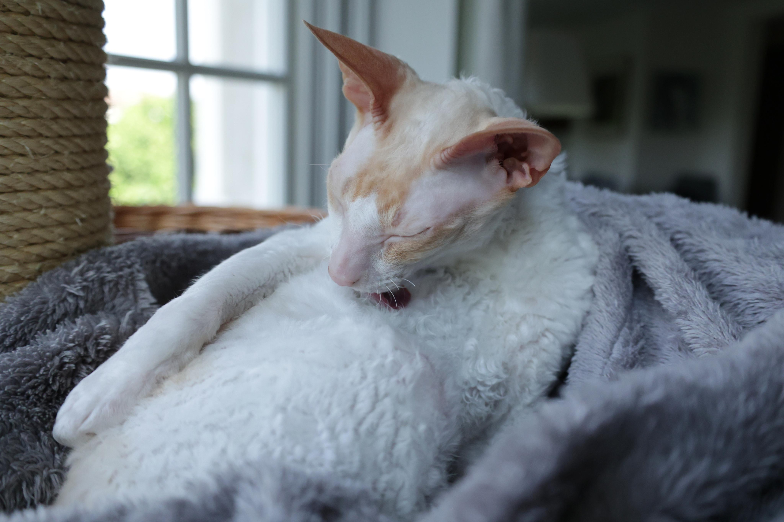 Cornish Rex. Couples and portraits photographer Wimbledon London