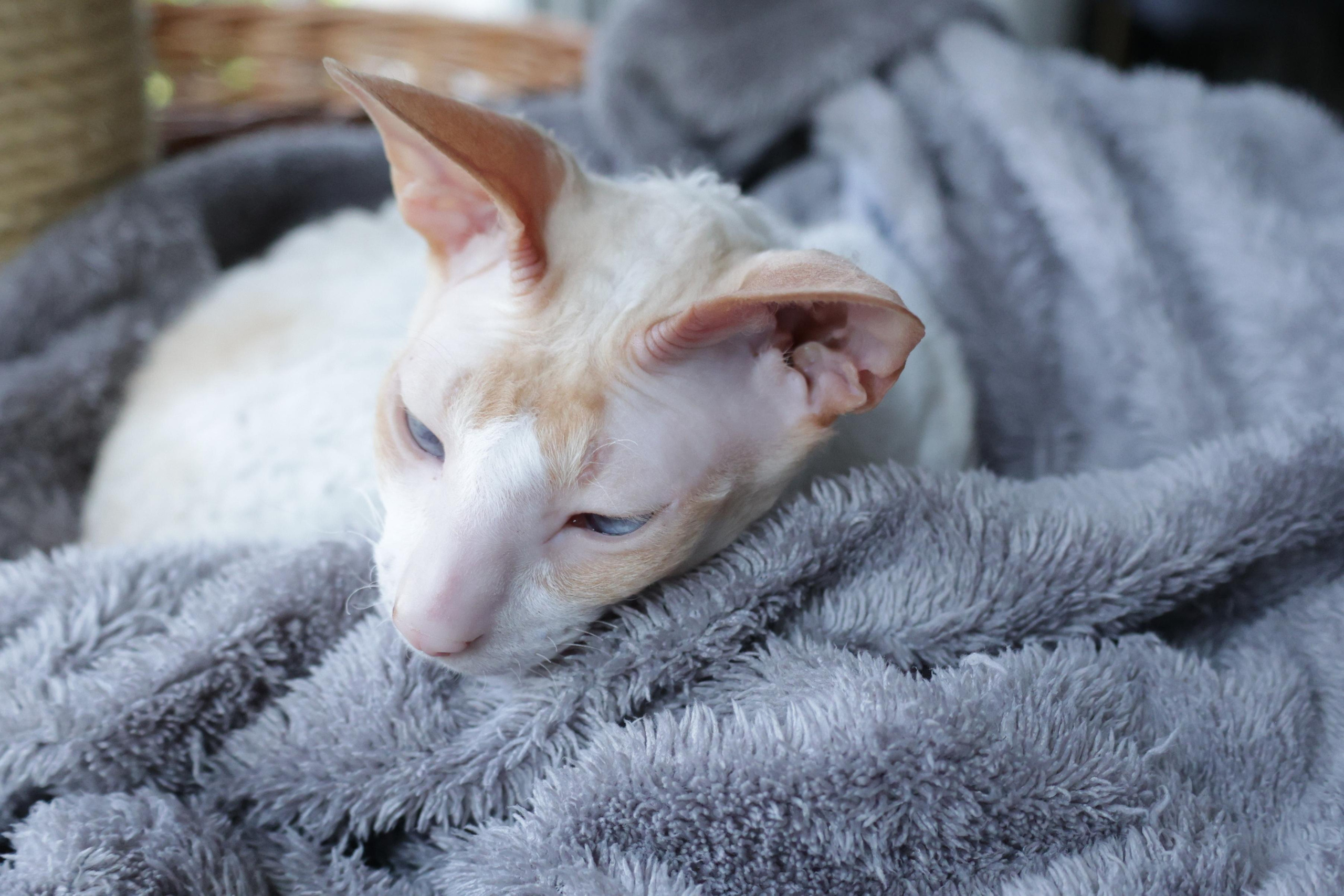 Cornish Rex. Couples and portraits photographer Wimbledon London