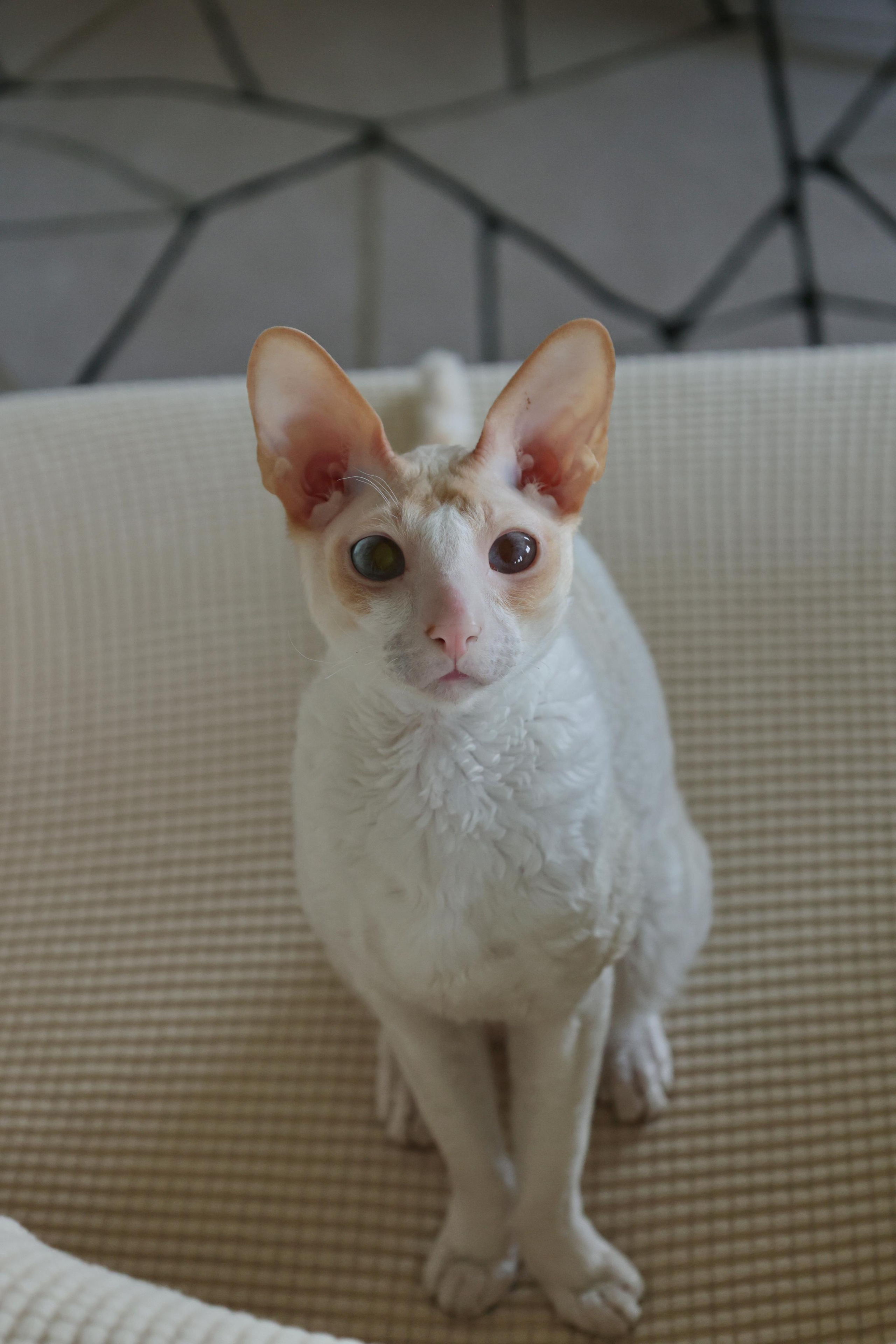 Cornish Rex. Couples and portraits photographer Wimbledon London