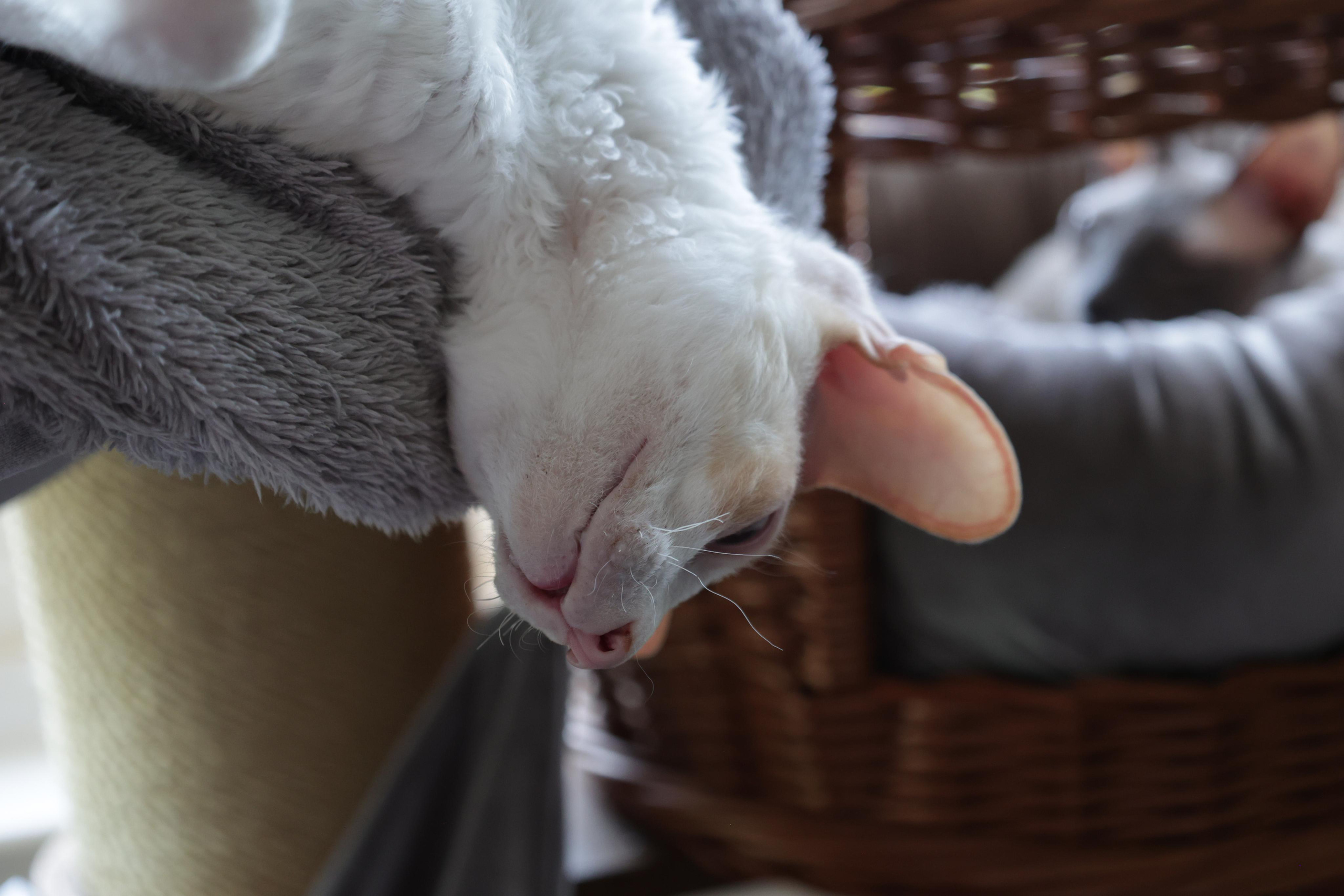 Cornish Rex. Couples and portraits photographer Wimbledon London