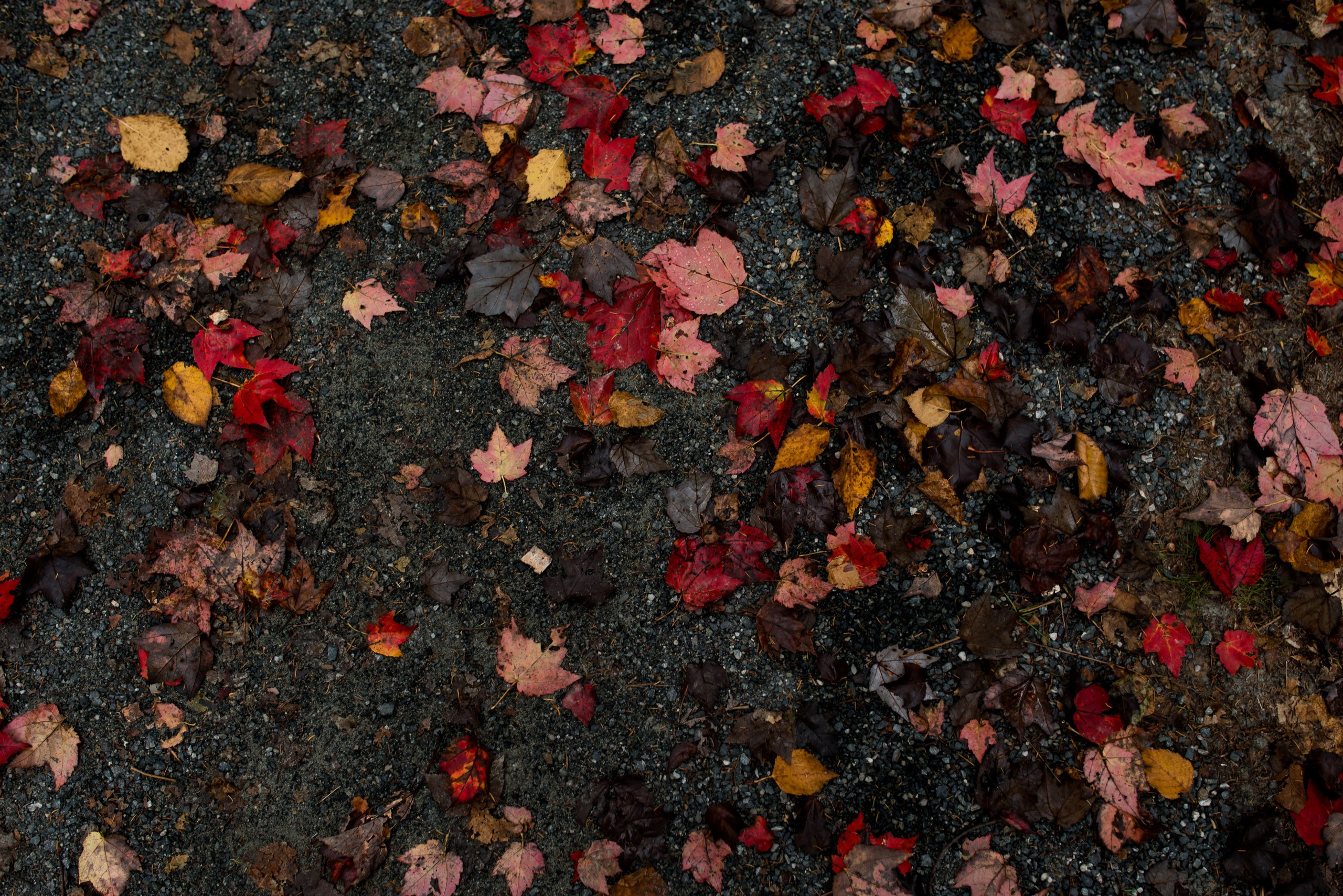 A + M. Wedding photographer in Orlando, Boston & New York Anderson Marques