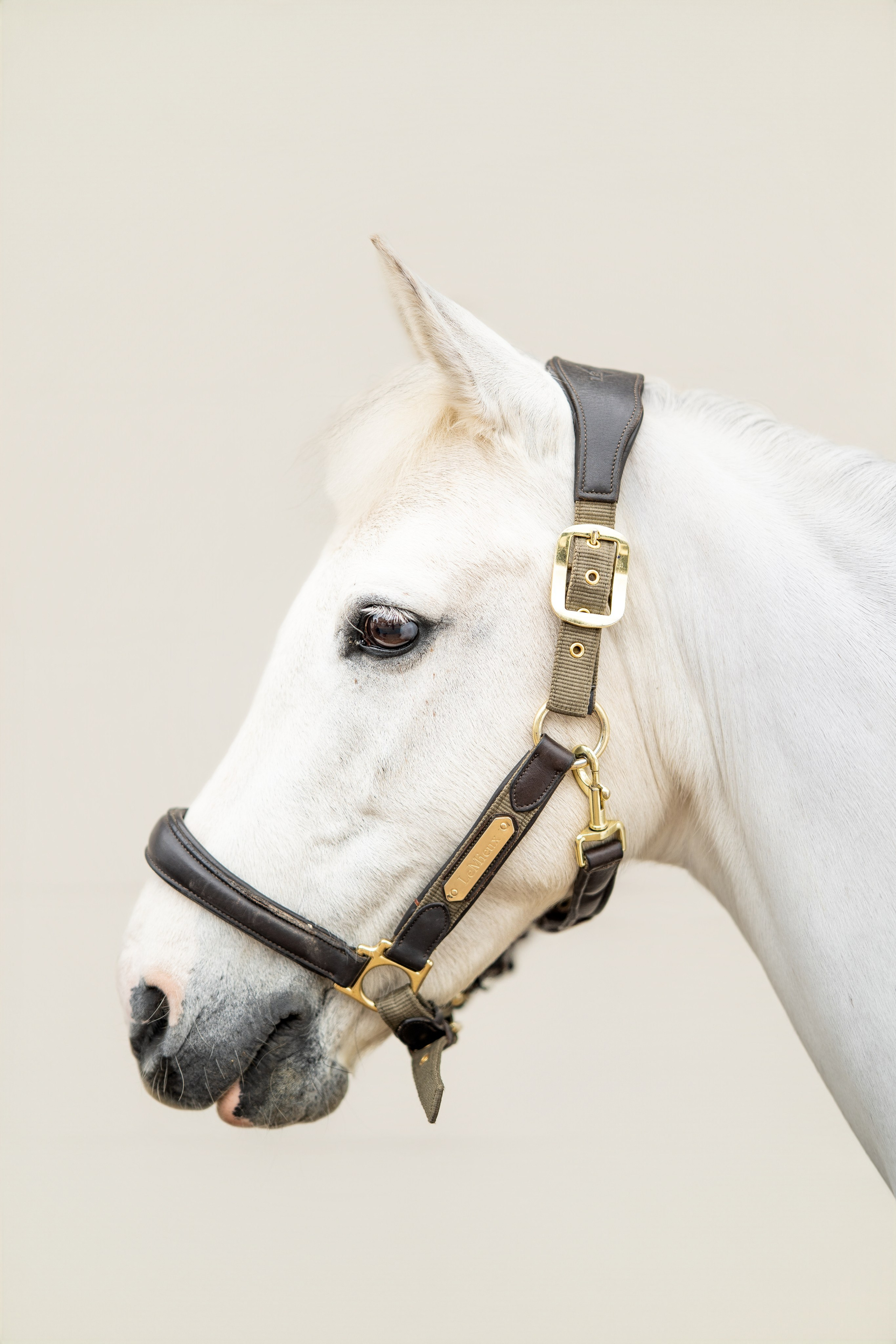 Leicestershire Equine Photography by El | Authentic Equine Portraits & Events