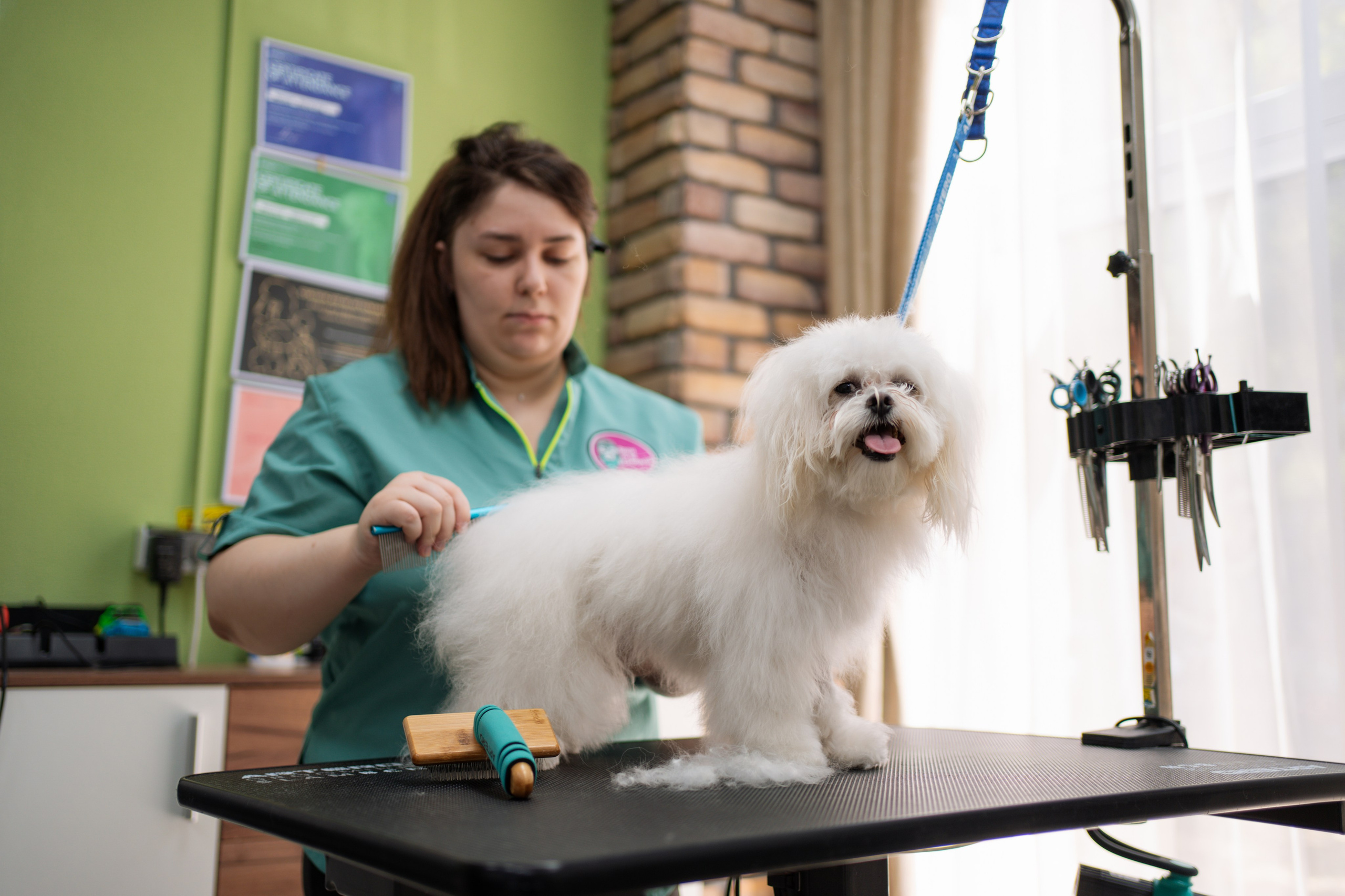 PetGroom Timisoara. Cozac Cristian Photographer