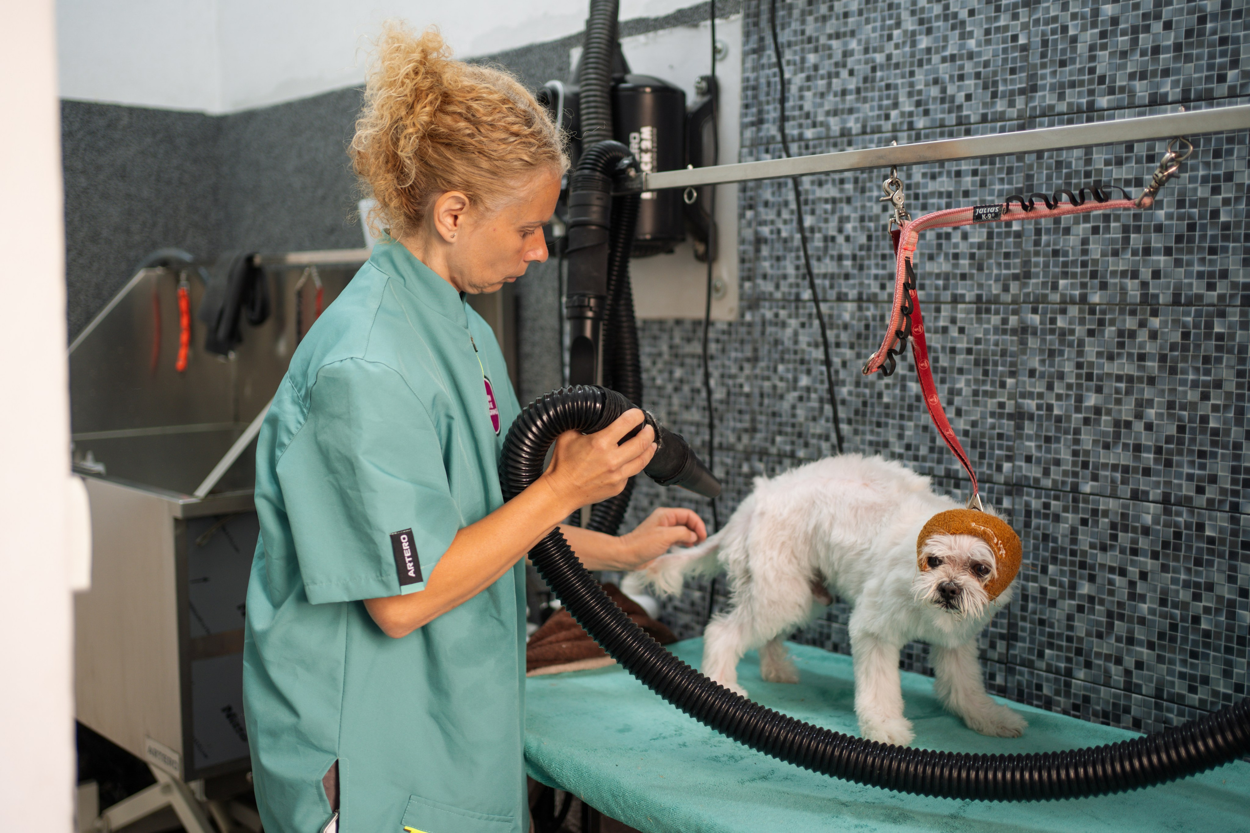 PetGroom Timisoara. Cozac Cristian Photographer