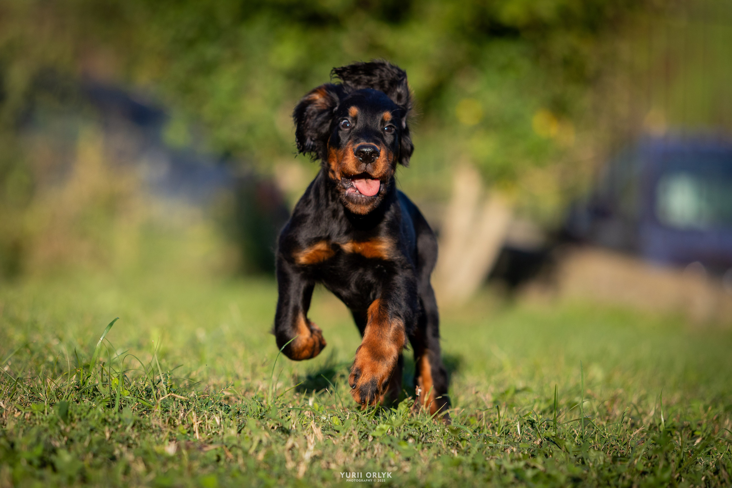 Puppies. Yurii Orlyk Photography