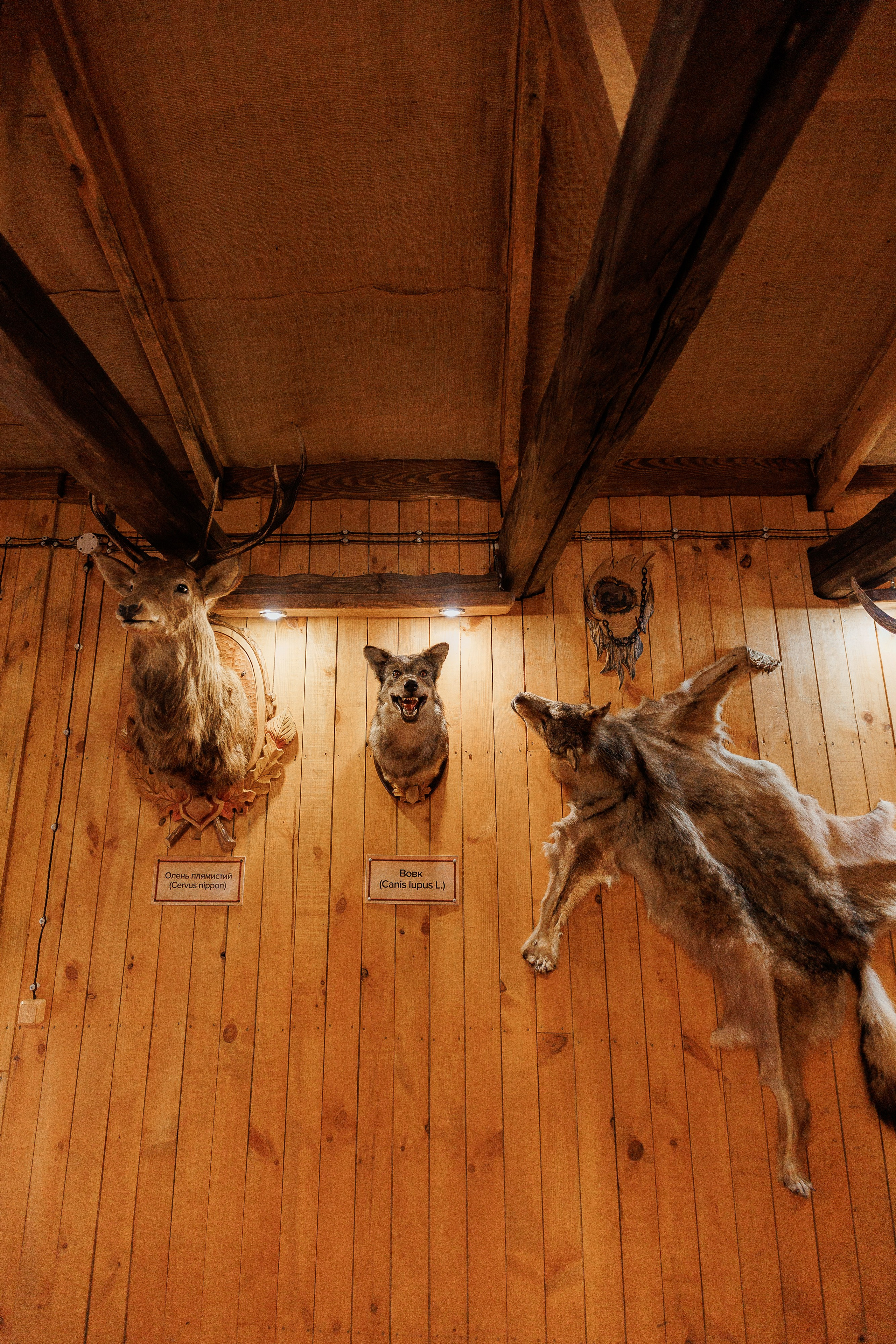 Екопарк Аміла. Ірина Терещук