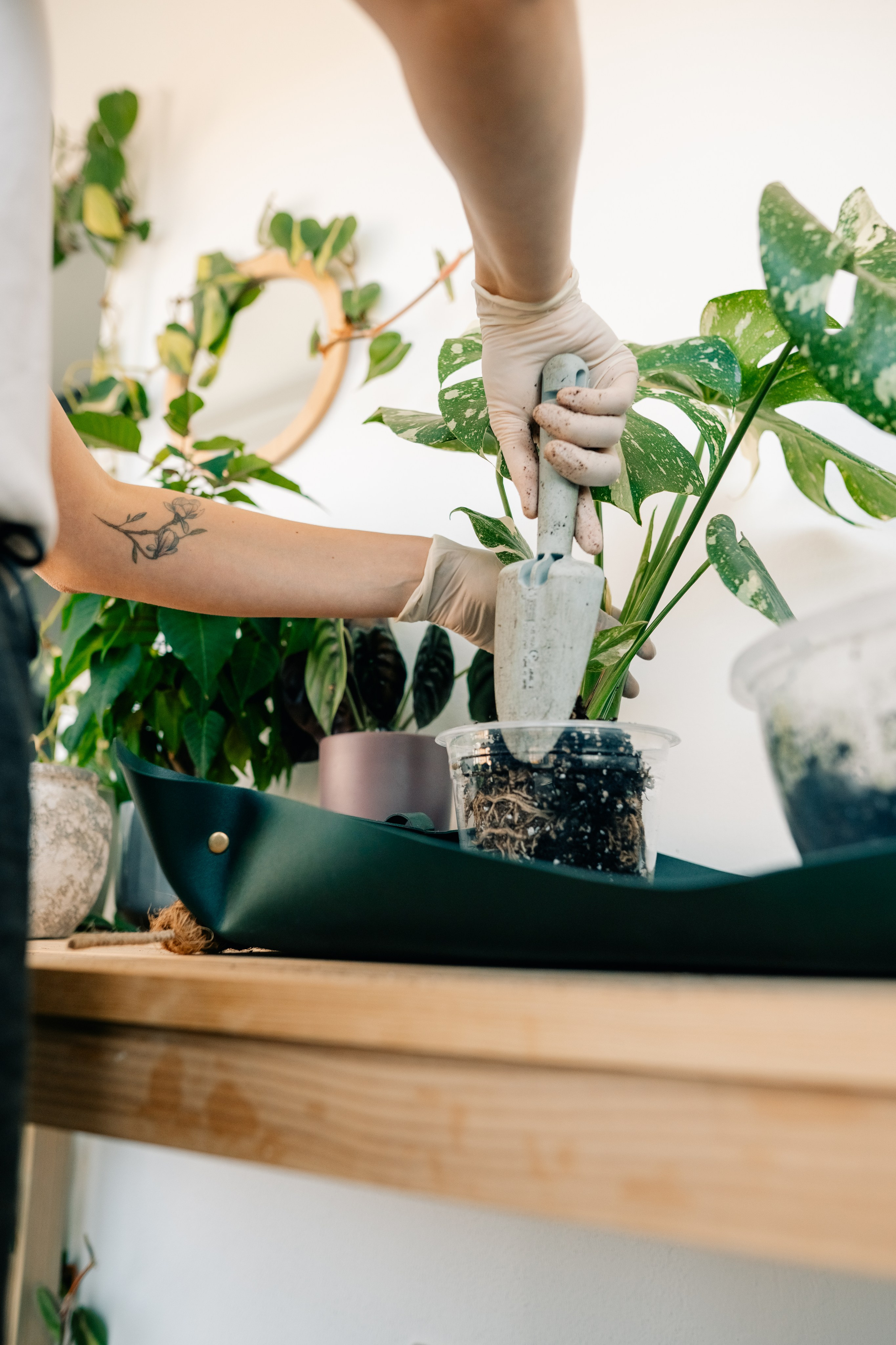 No Drama Plants. Maria Sher. Fotógrafa profissional do Porto, Portugal