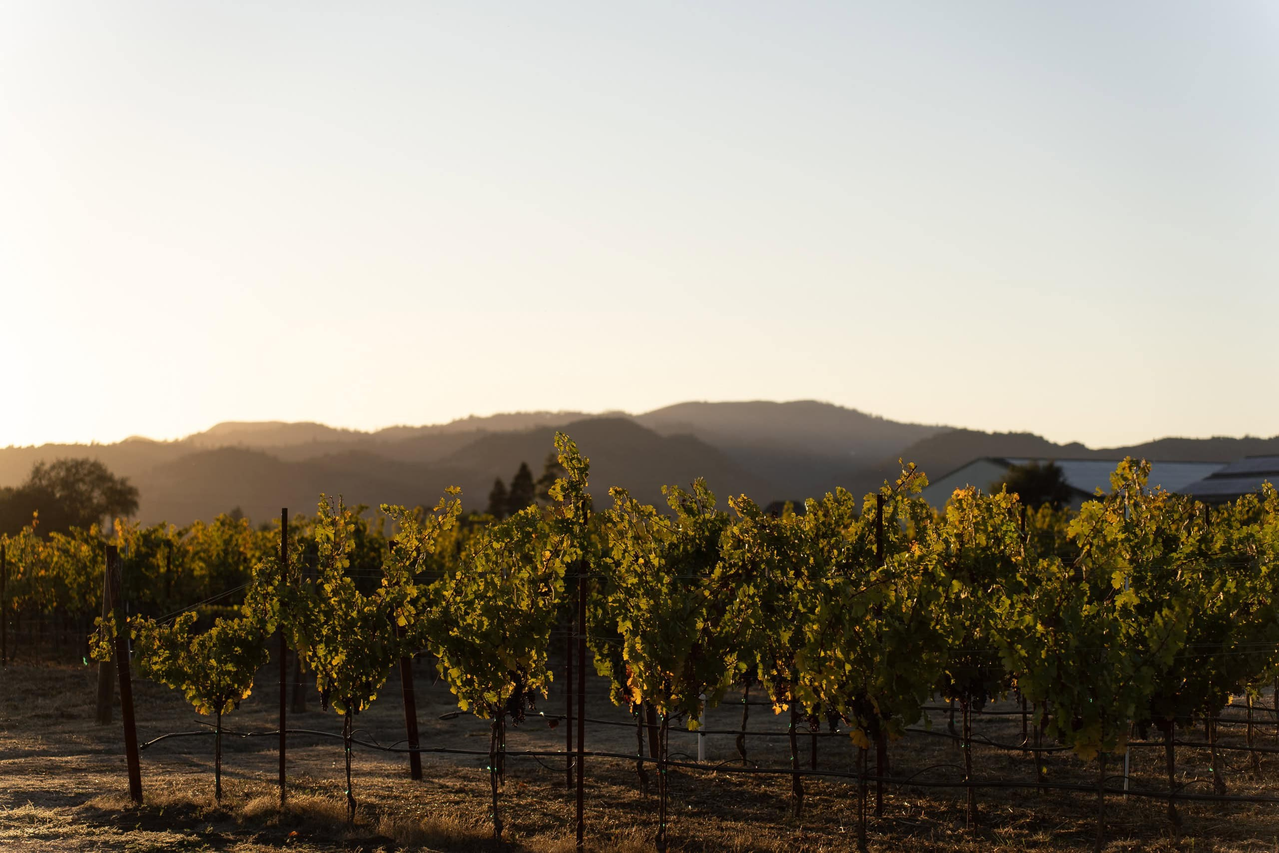 Napa valley autumn view