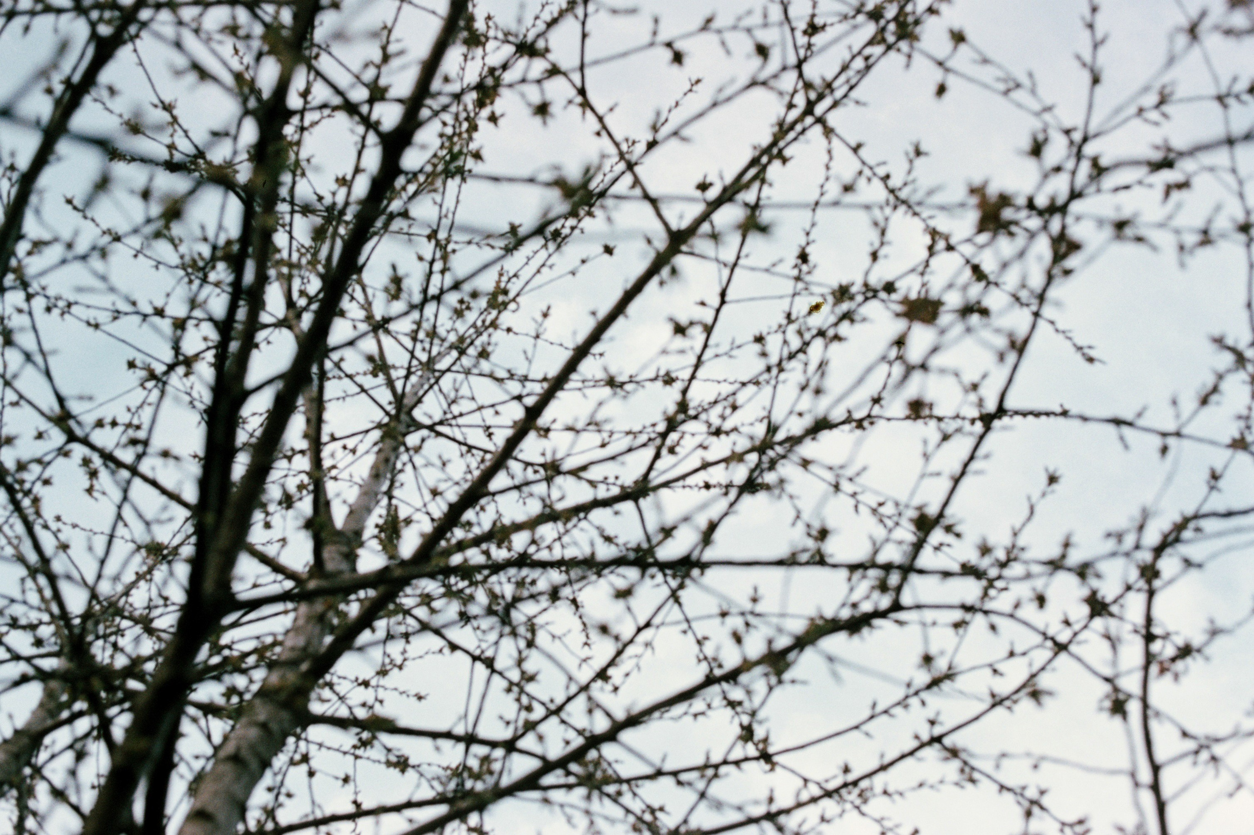 Saint-Petersburg (2020-2023)_2. Elena Zykova film photographer in London