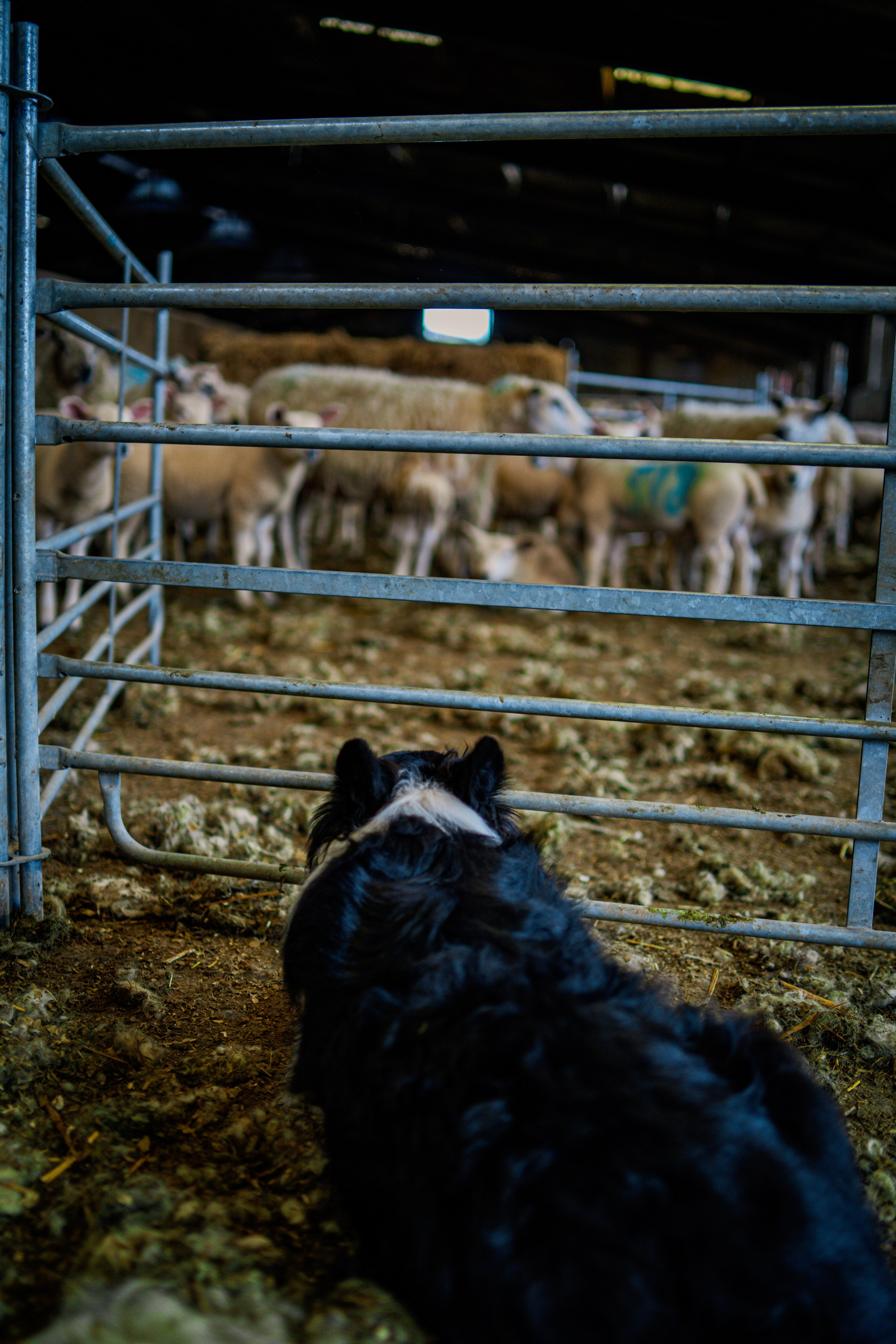 Farm Life. Ryan Hewitt Photographer