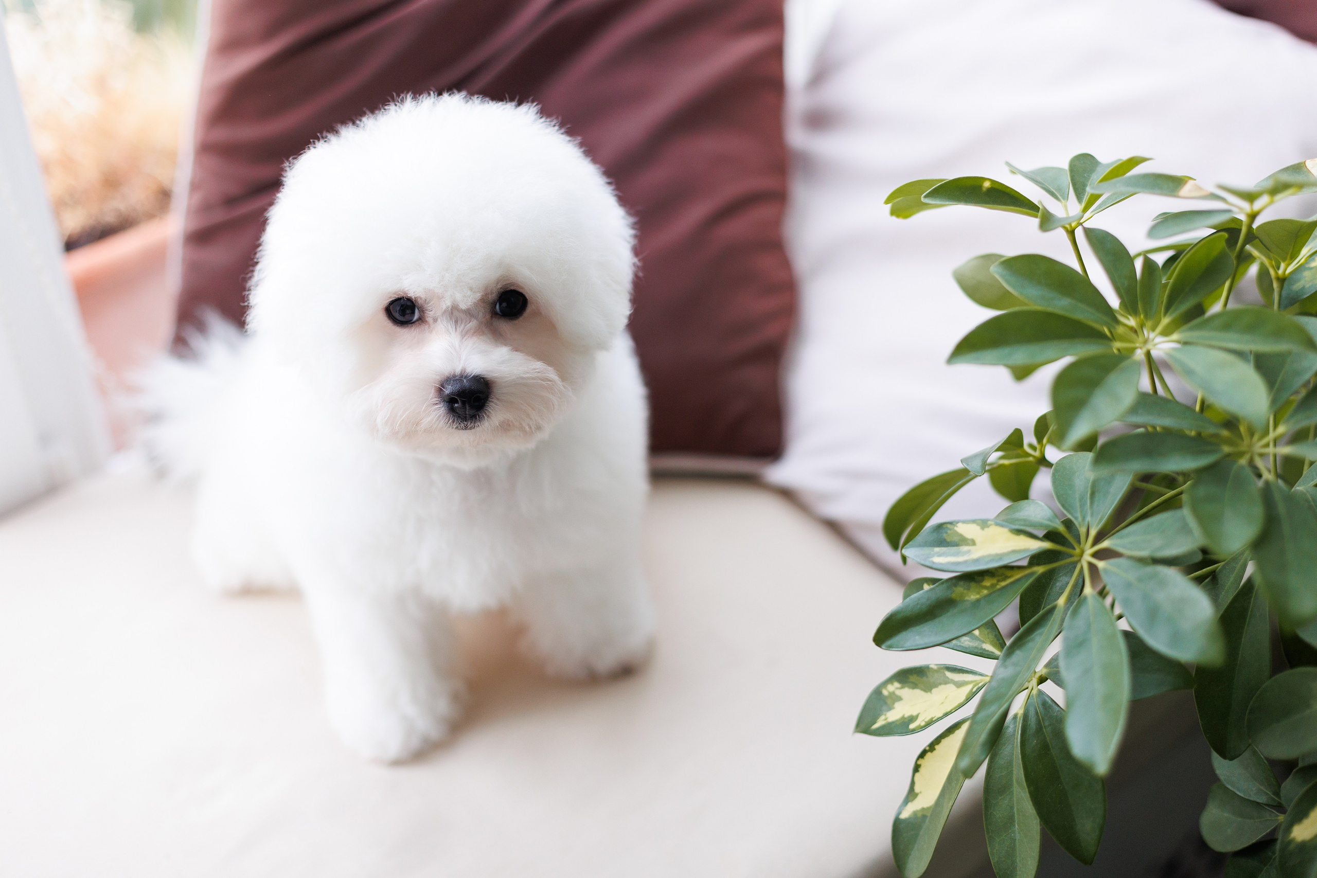 Sara's puppies. Семейный фотограф в Кишинёве Пулькина Ольга