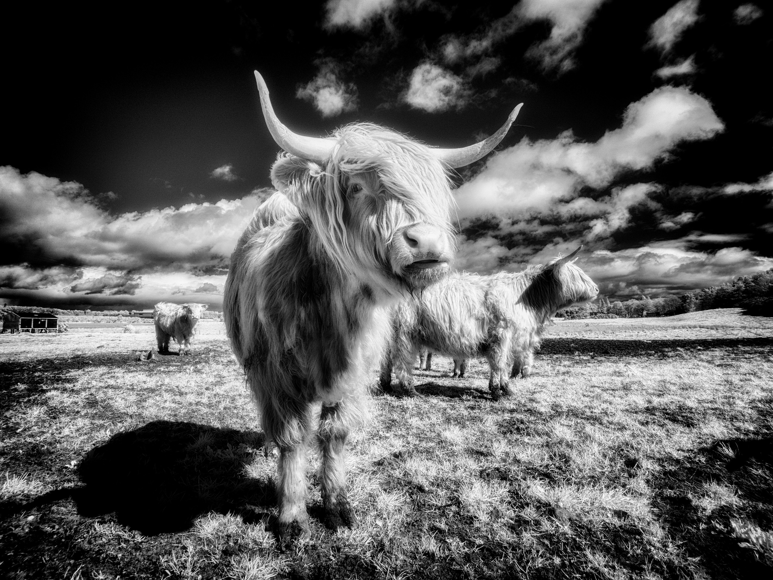 The Land. Infrared Scotland