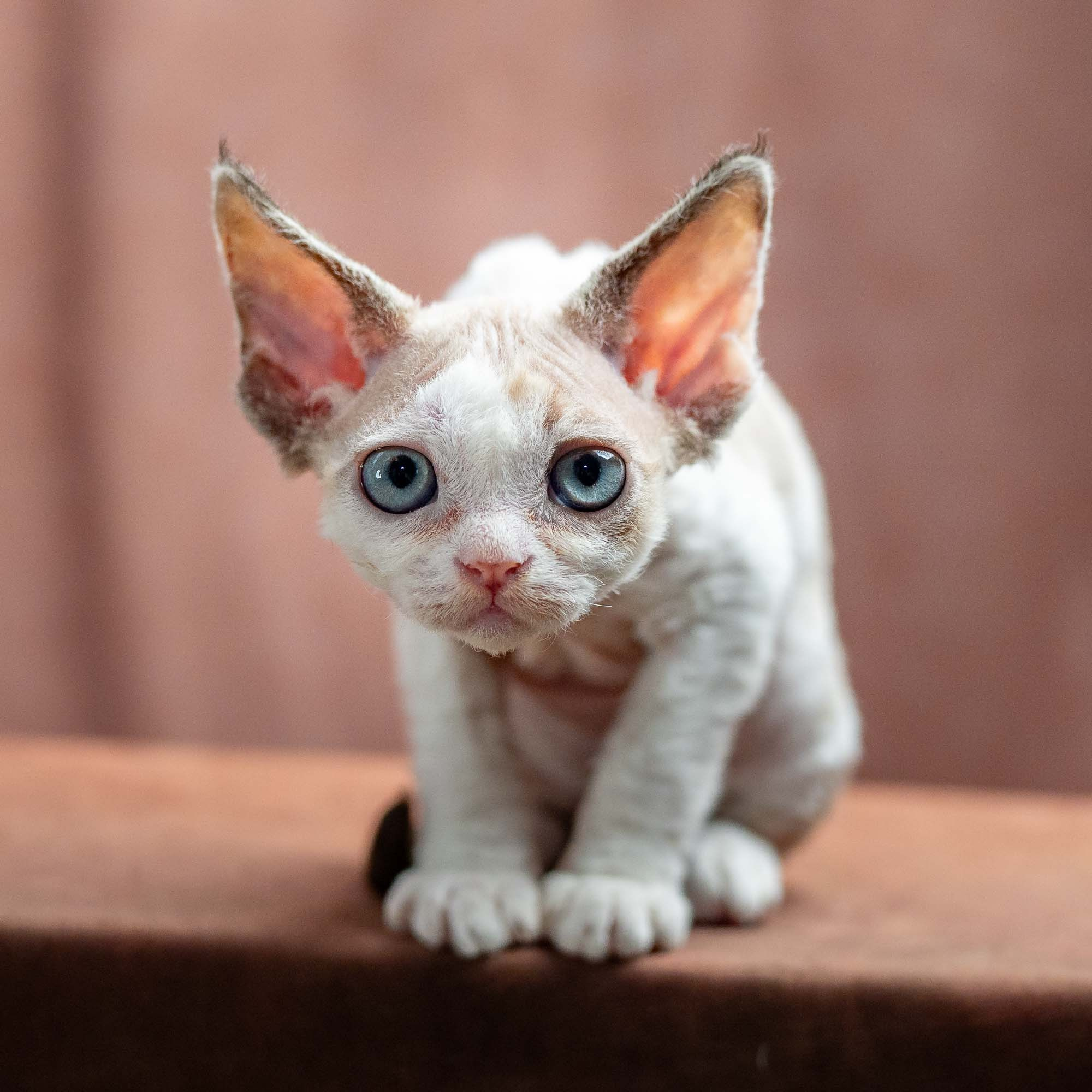 Frodo, boy, born on 01.01.25. Devon Rex Pixie Cattery
